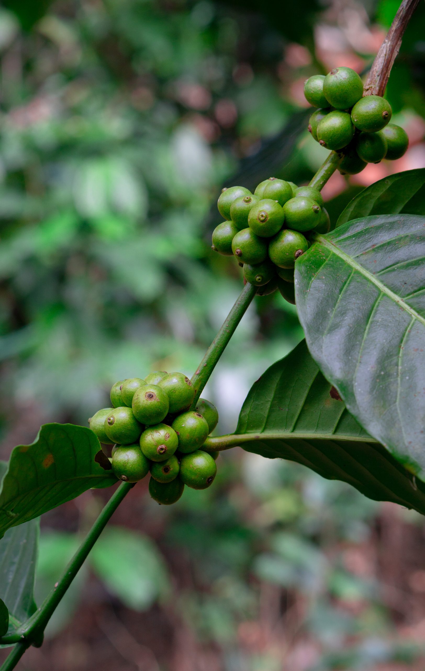 Berries on branch