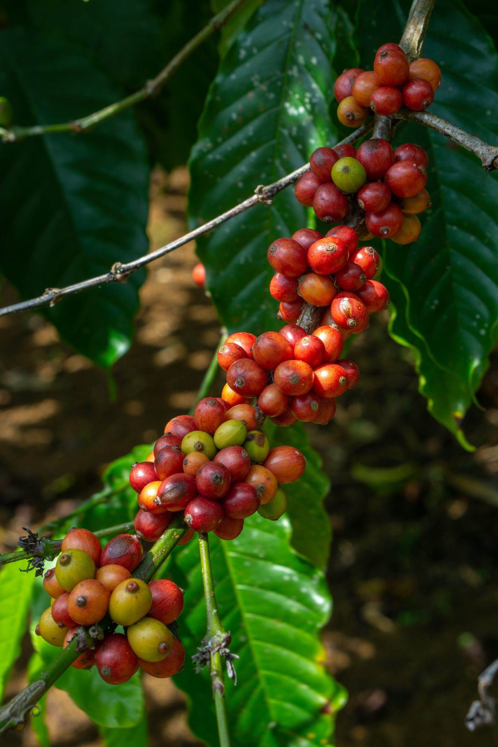 Fresh raw Coffee beans plant