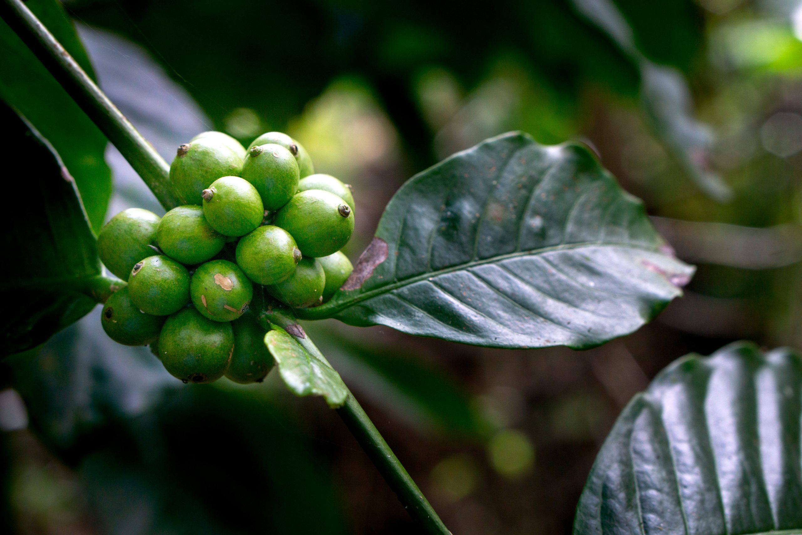 Landscape of ripe coffee beans buds