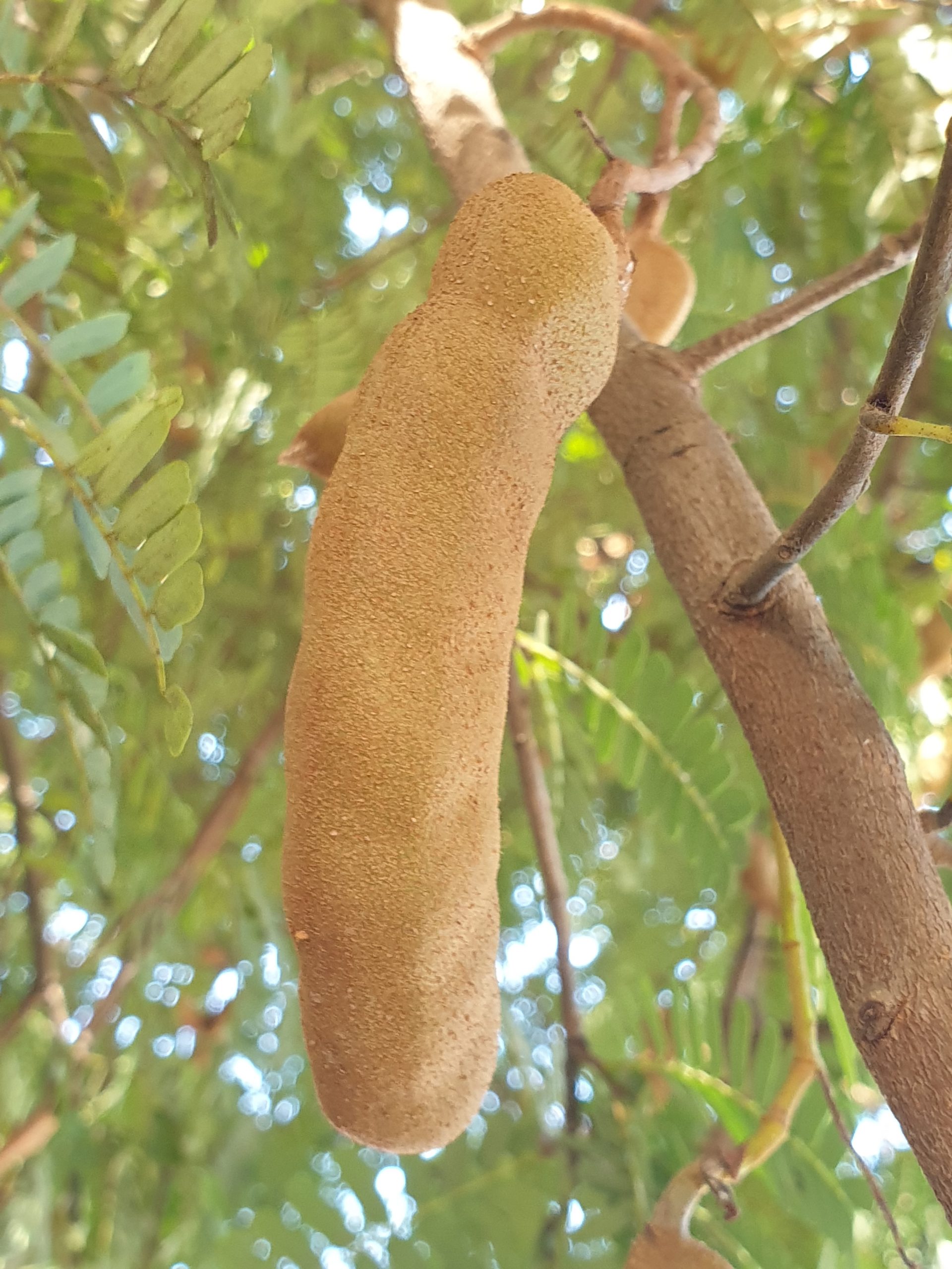 Tamarind tree