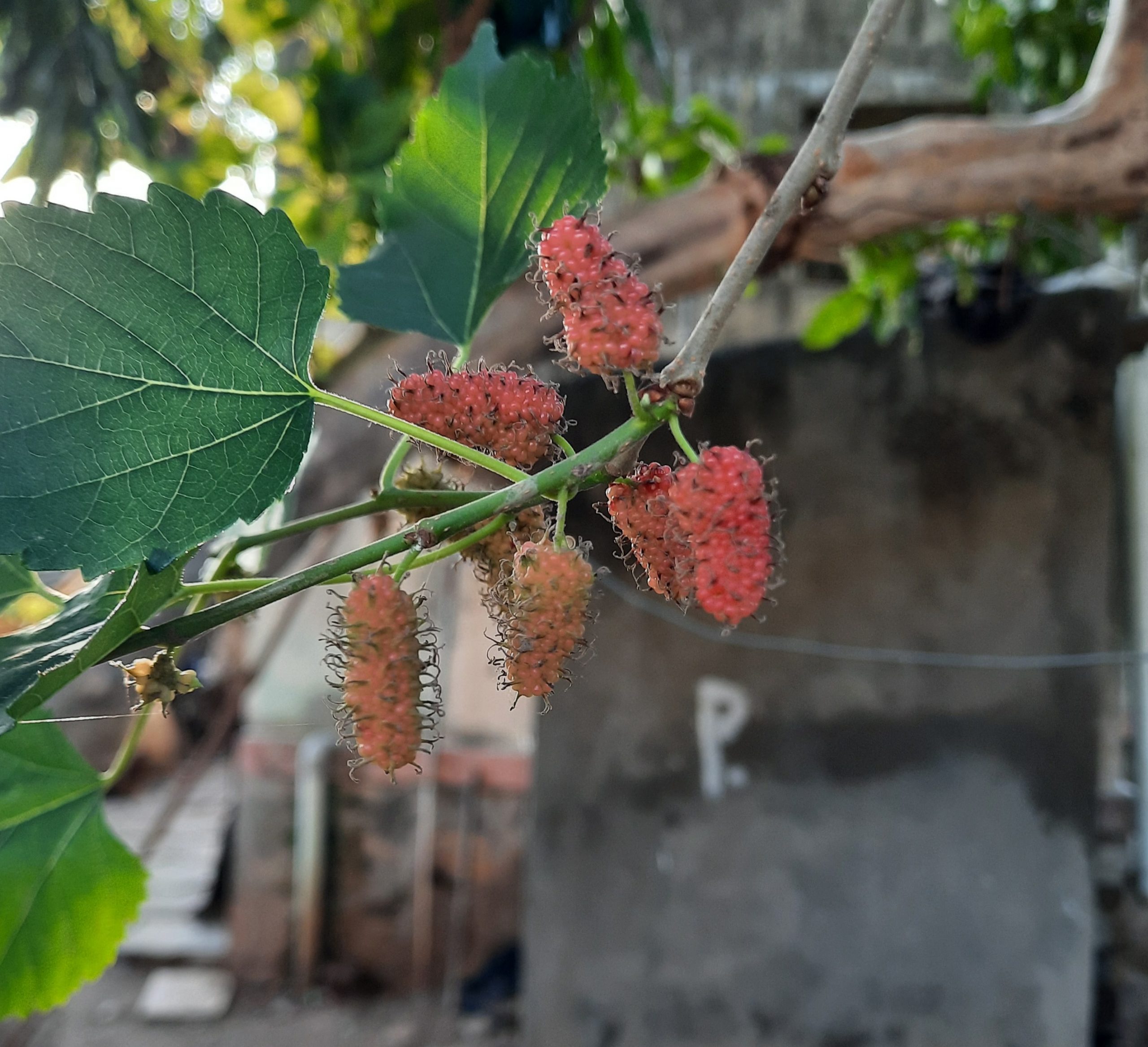 Mulberries on its tree