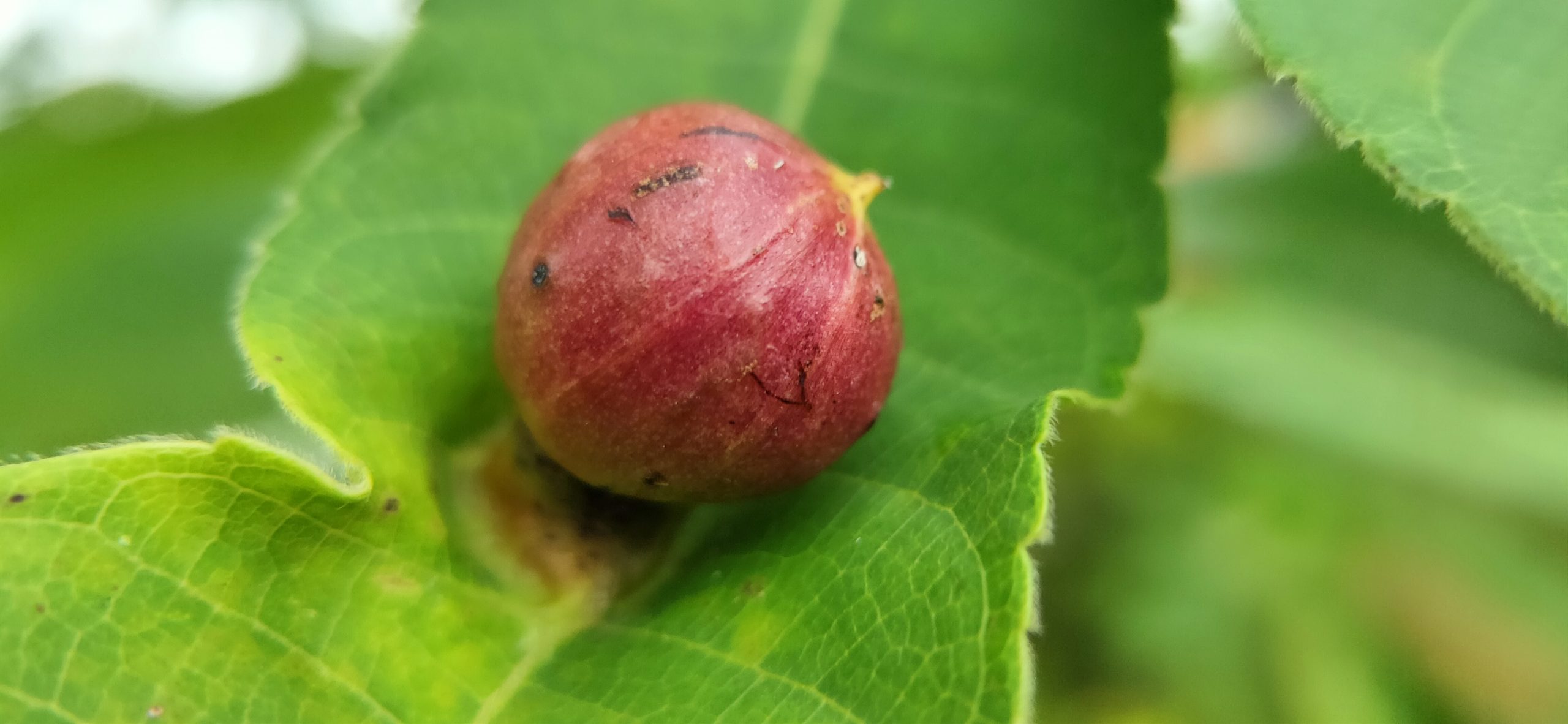 Fruit of a plant