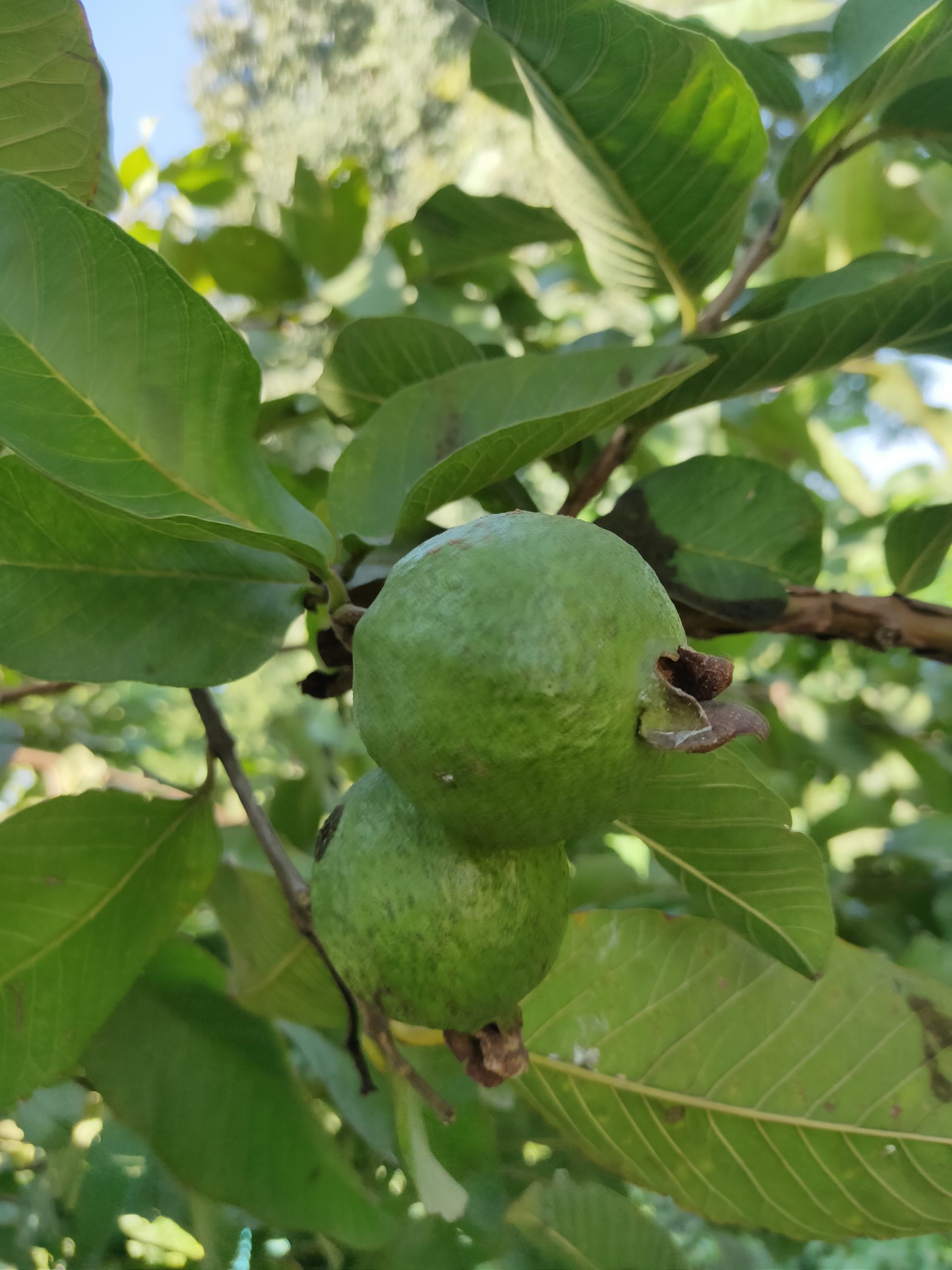 Guava fruit on tree