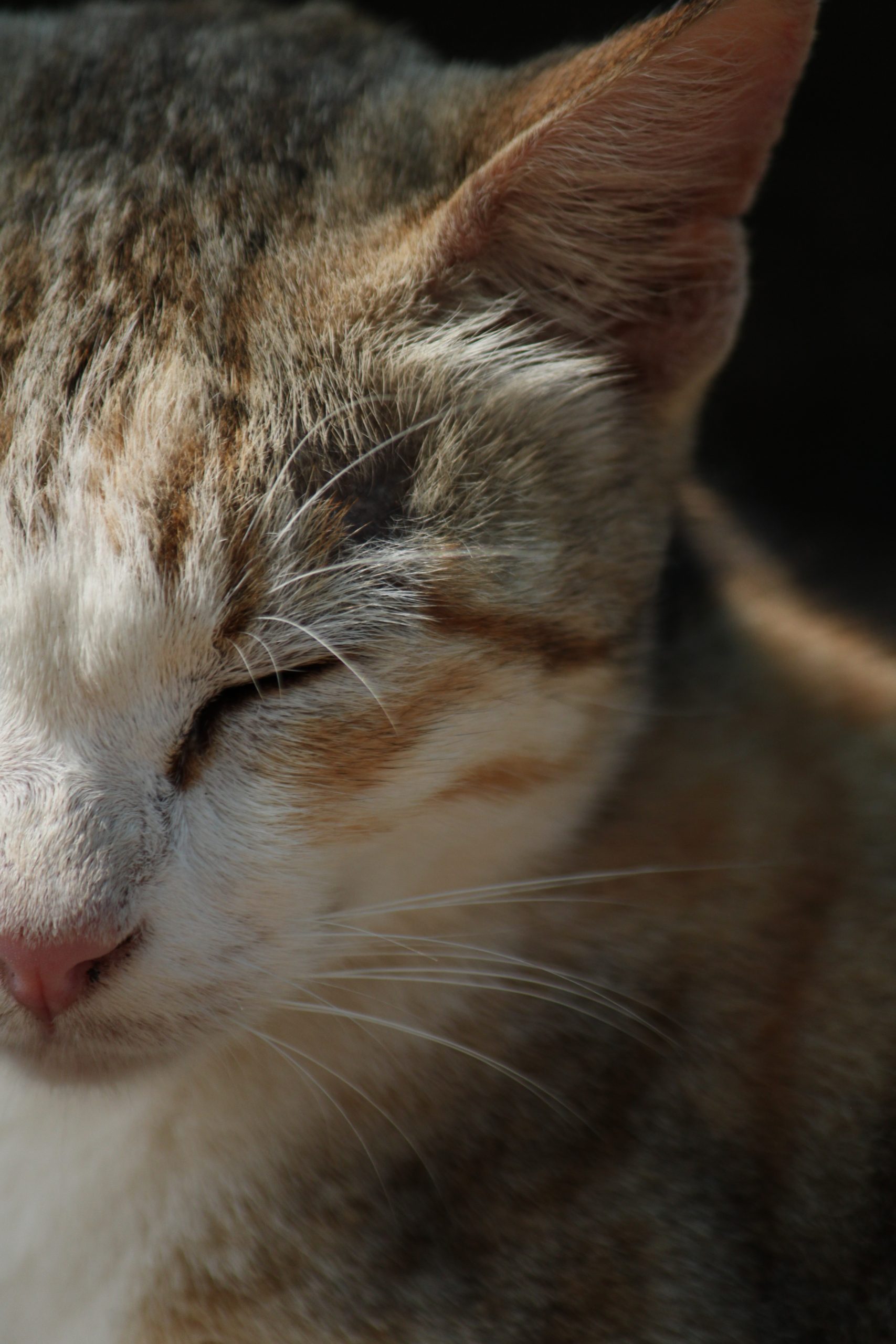 Furry Cat Portrait