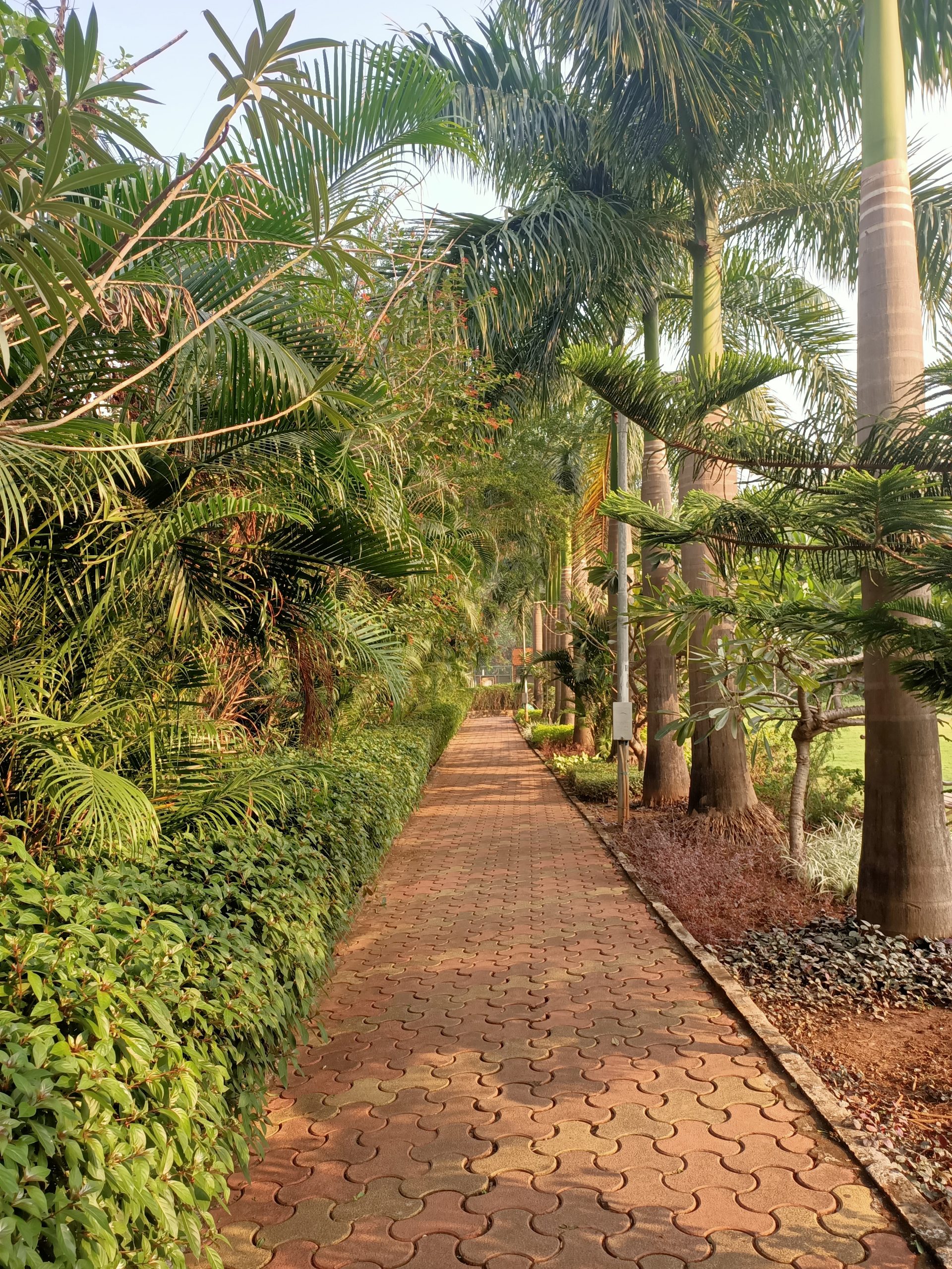 walking track in garden