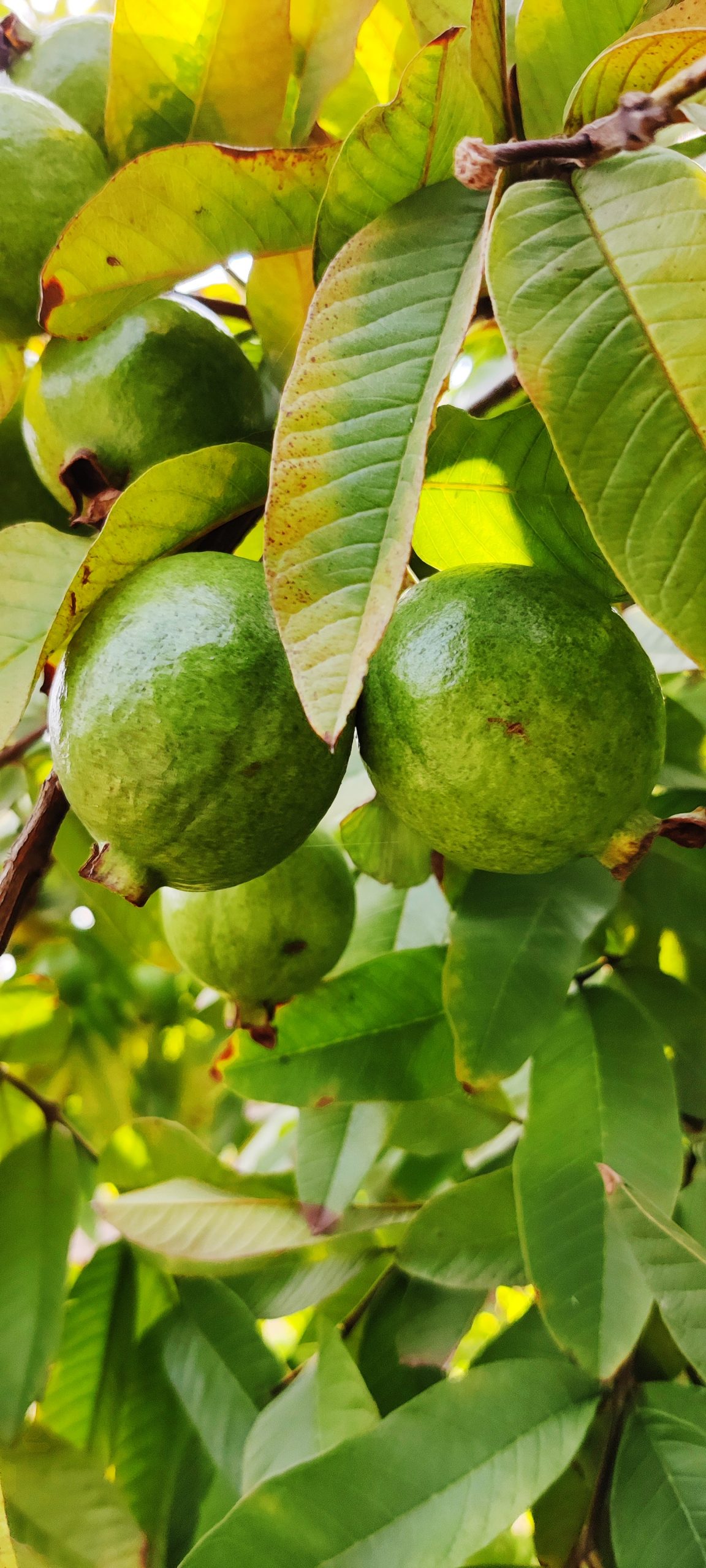 guava fruit on a tree