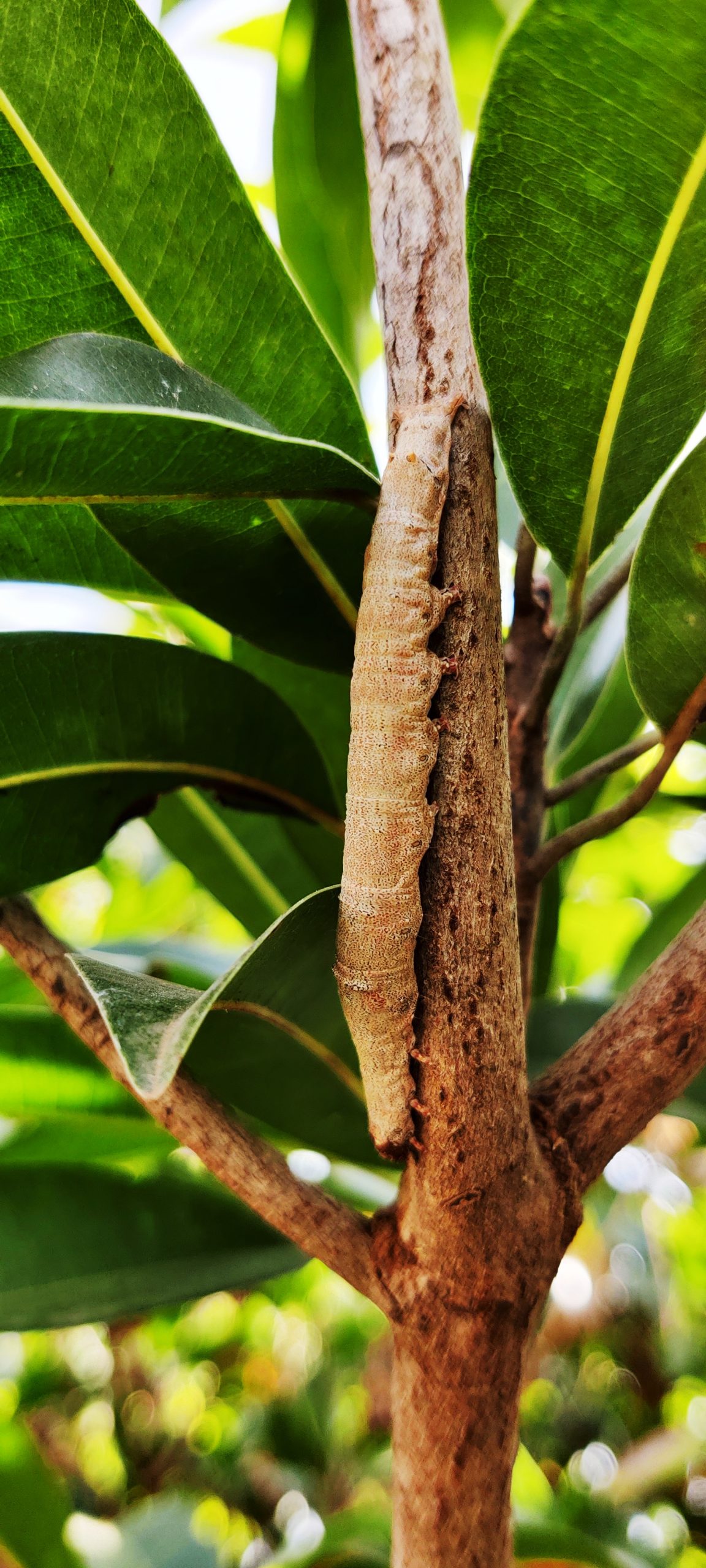 Giant brown caterpillas