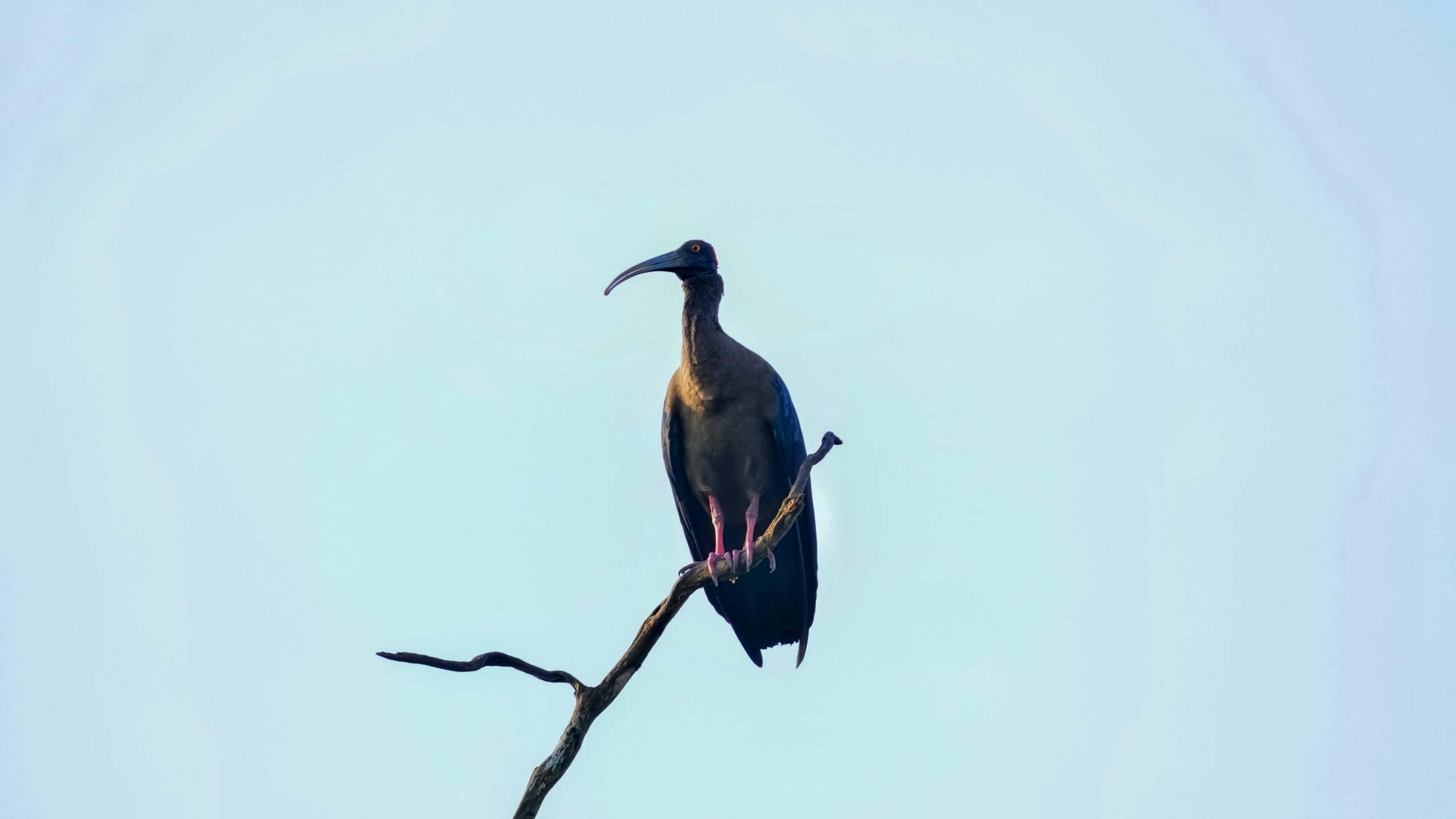 Ibis on branch