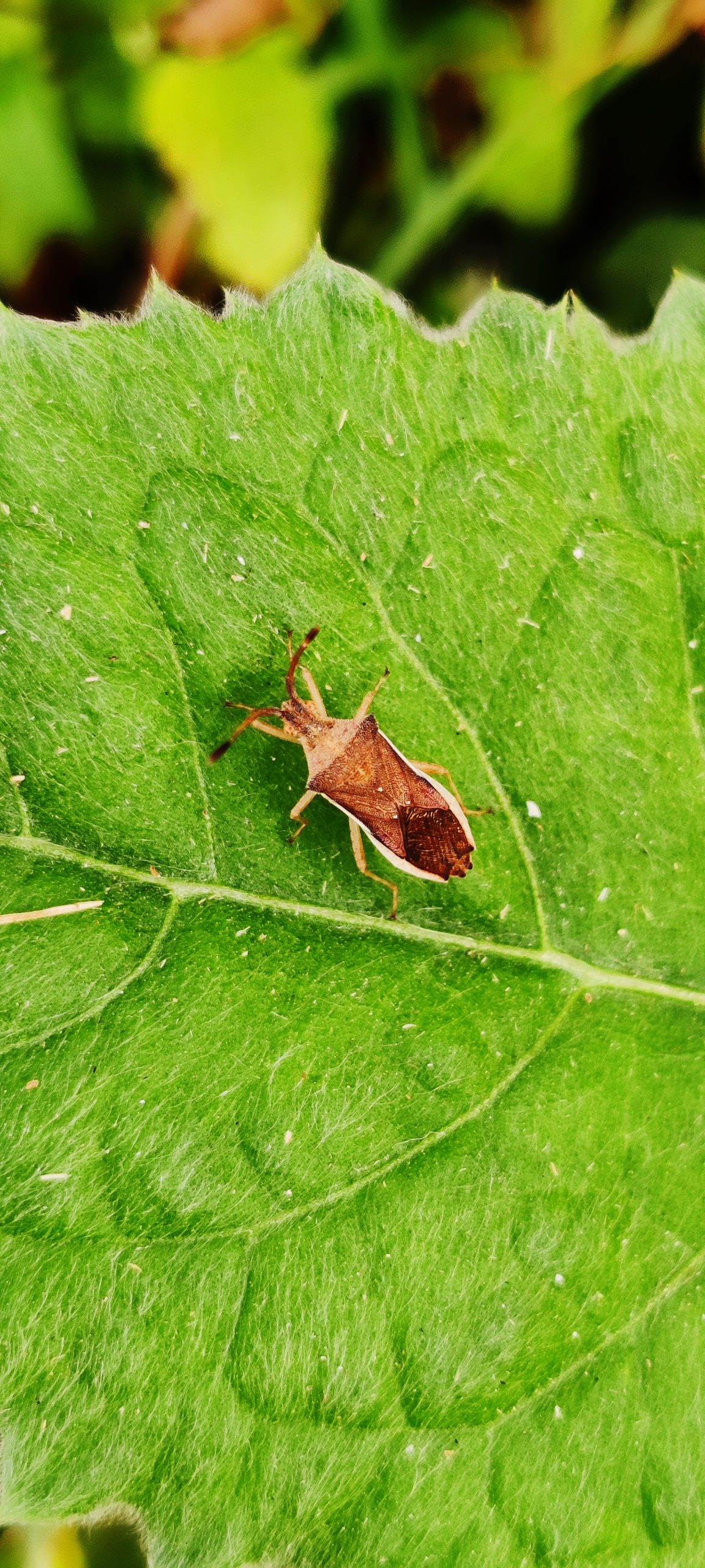 Gonocerus acuteangulatus insect on a leaf