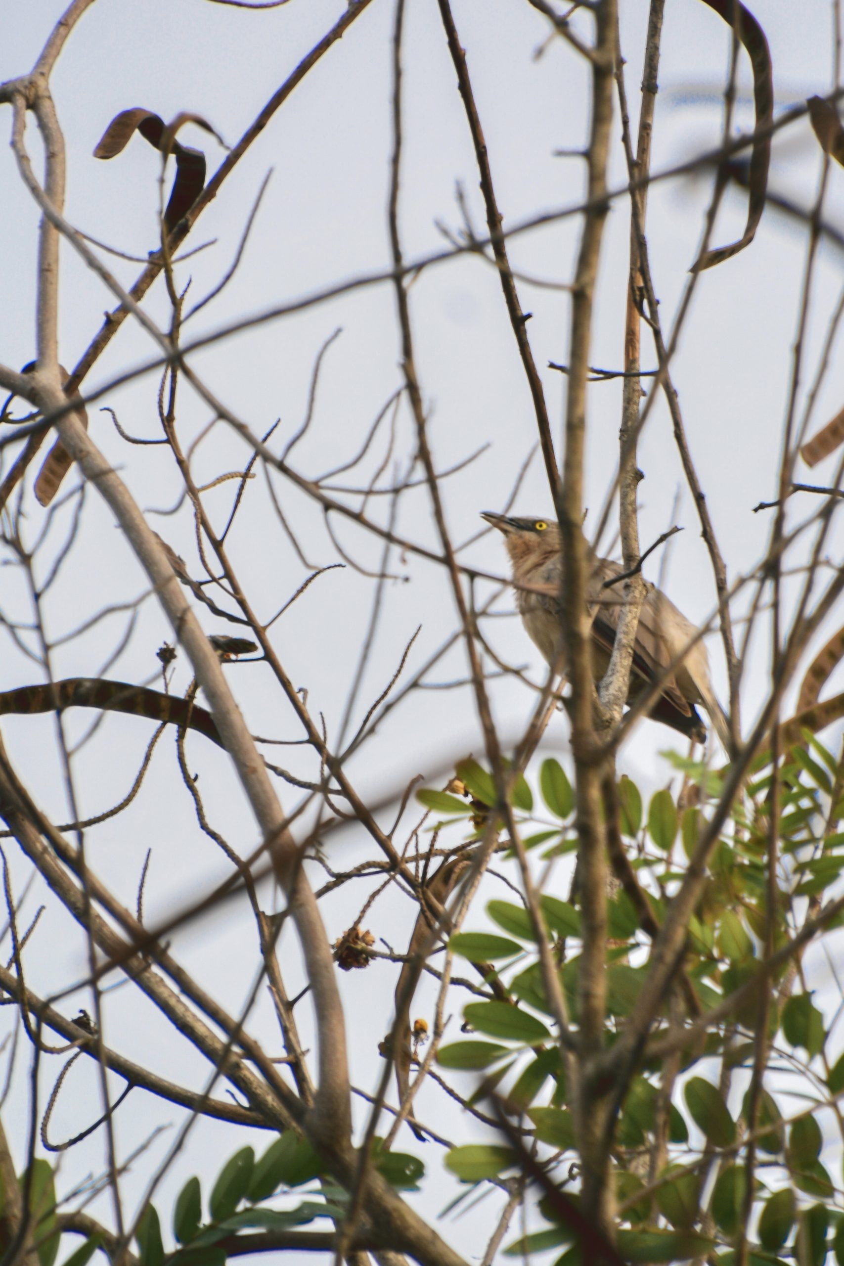 Bird sitting on tree