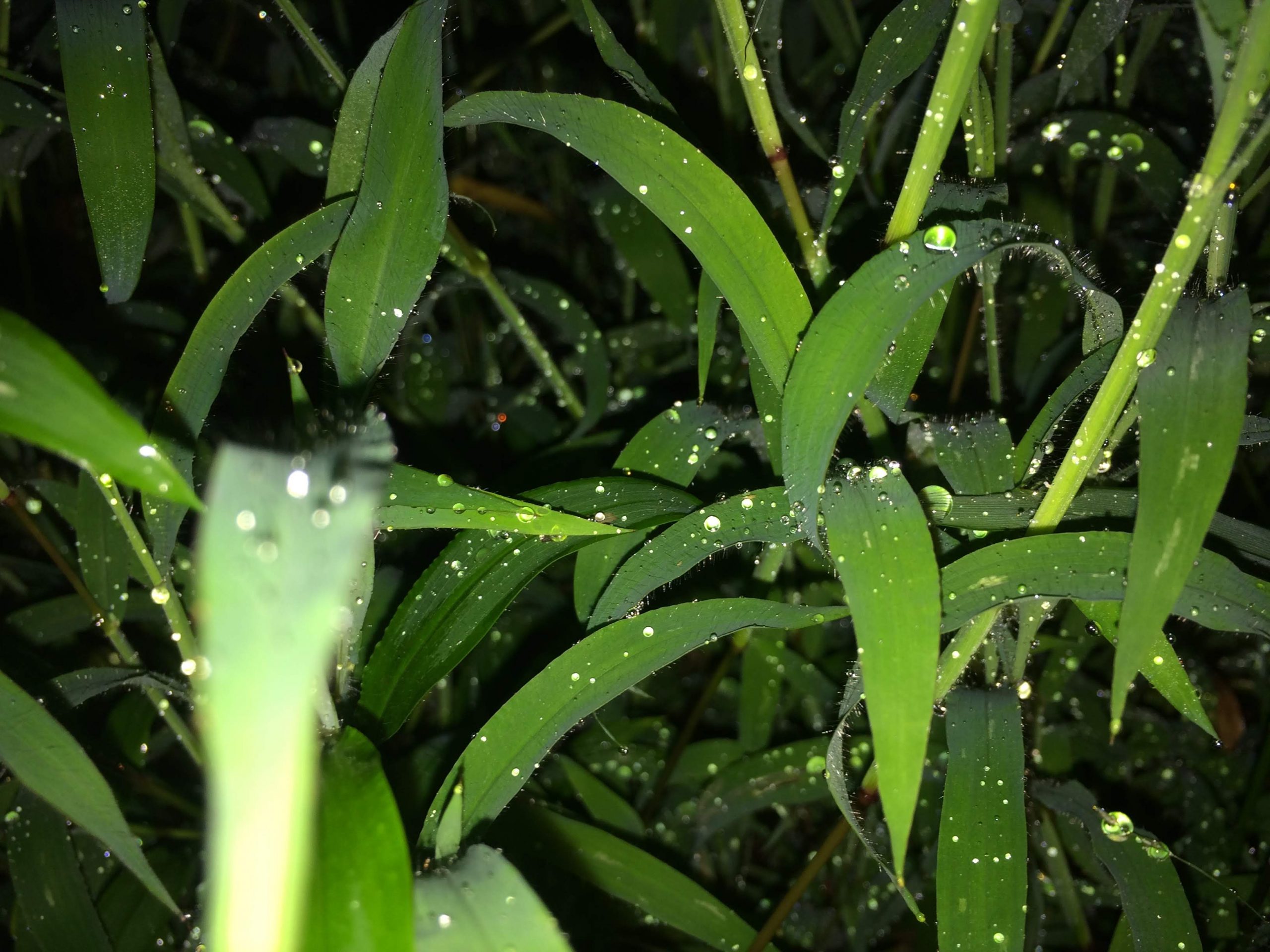 Grass in Rainy days