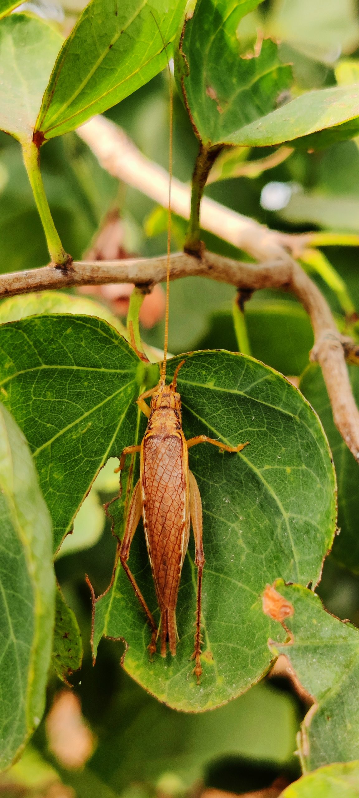 Grasshopper on leaf