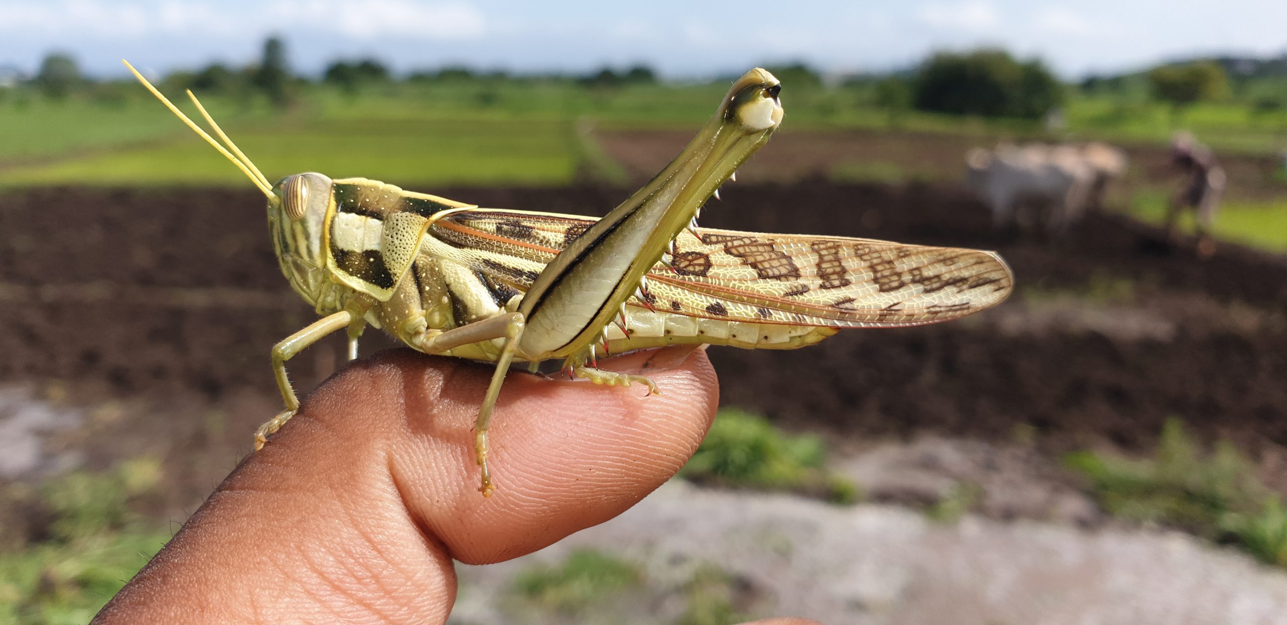 grasshopper on thumb