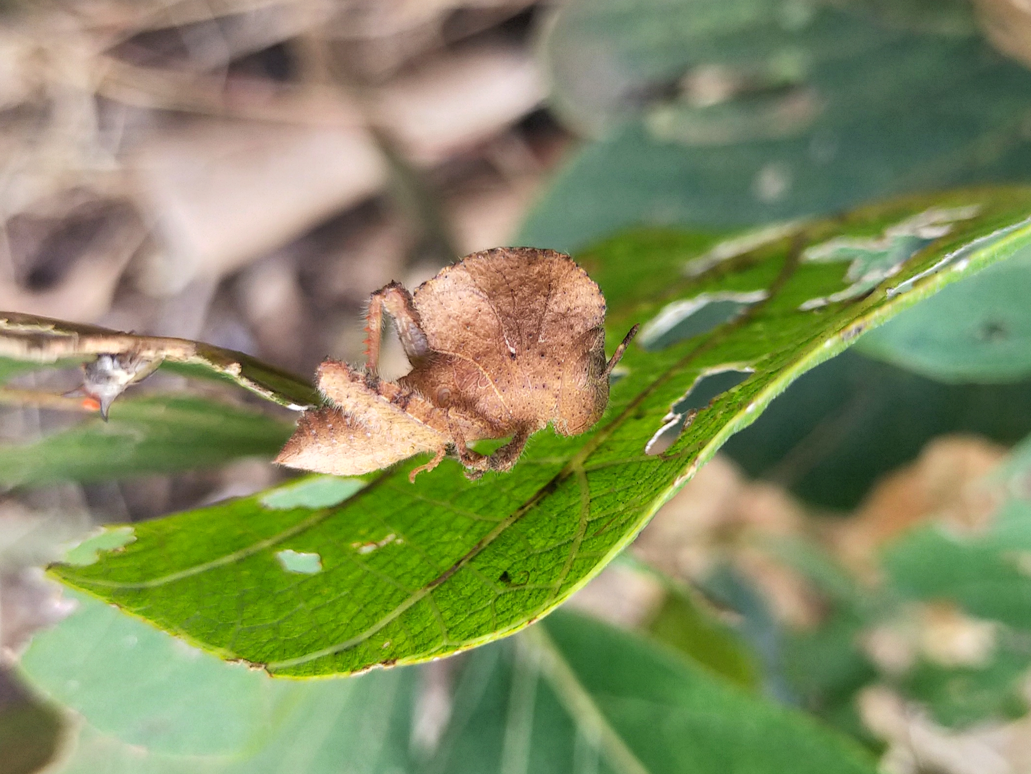 A leaf eaten by an insect