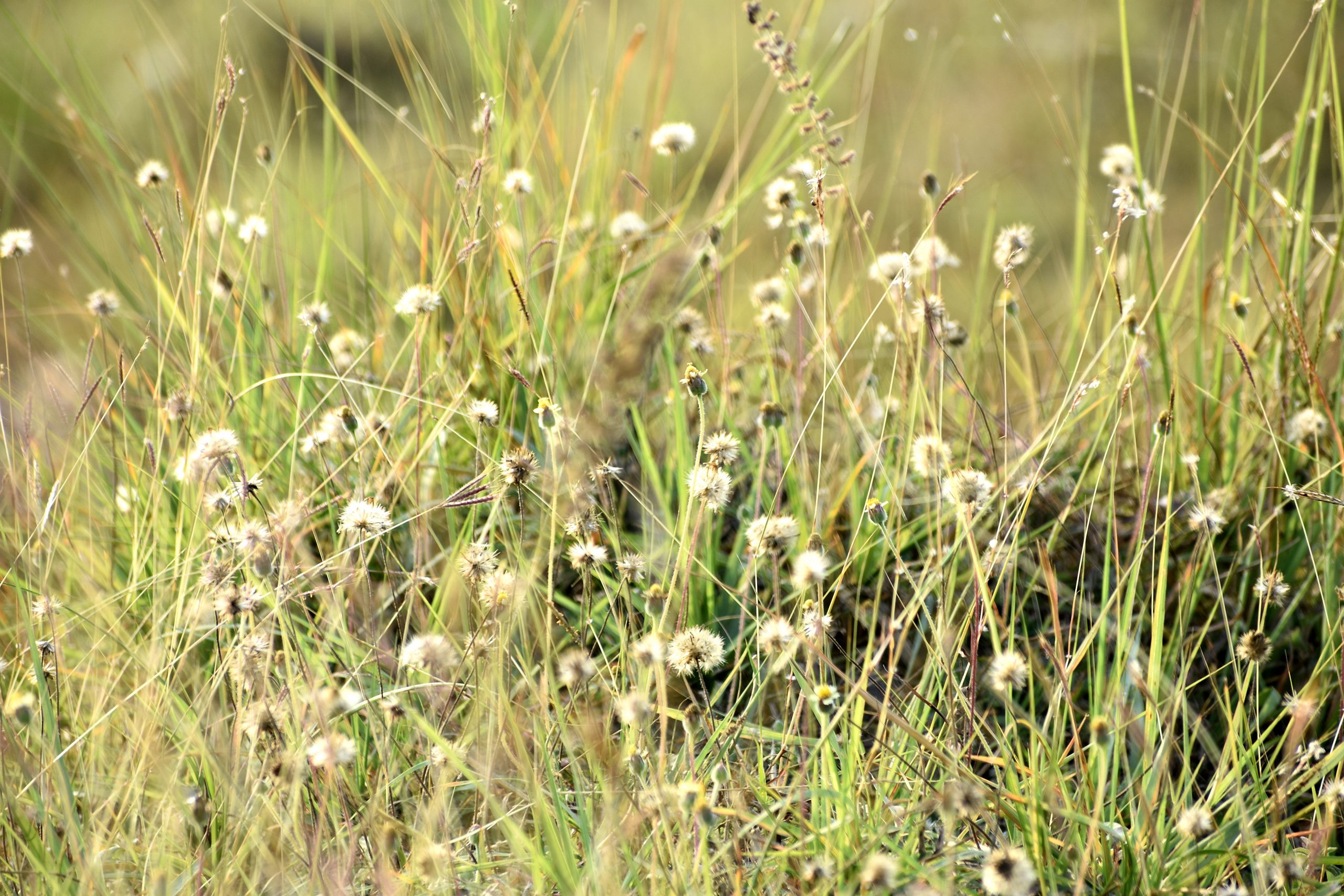 Grassland