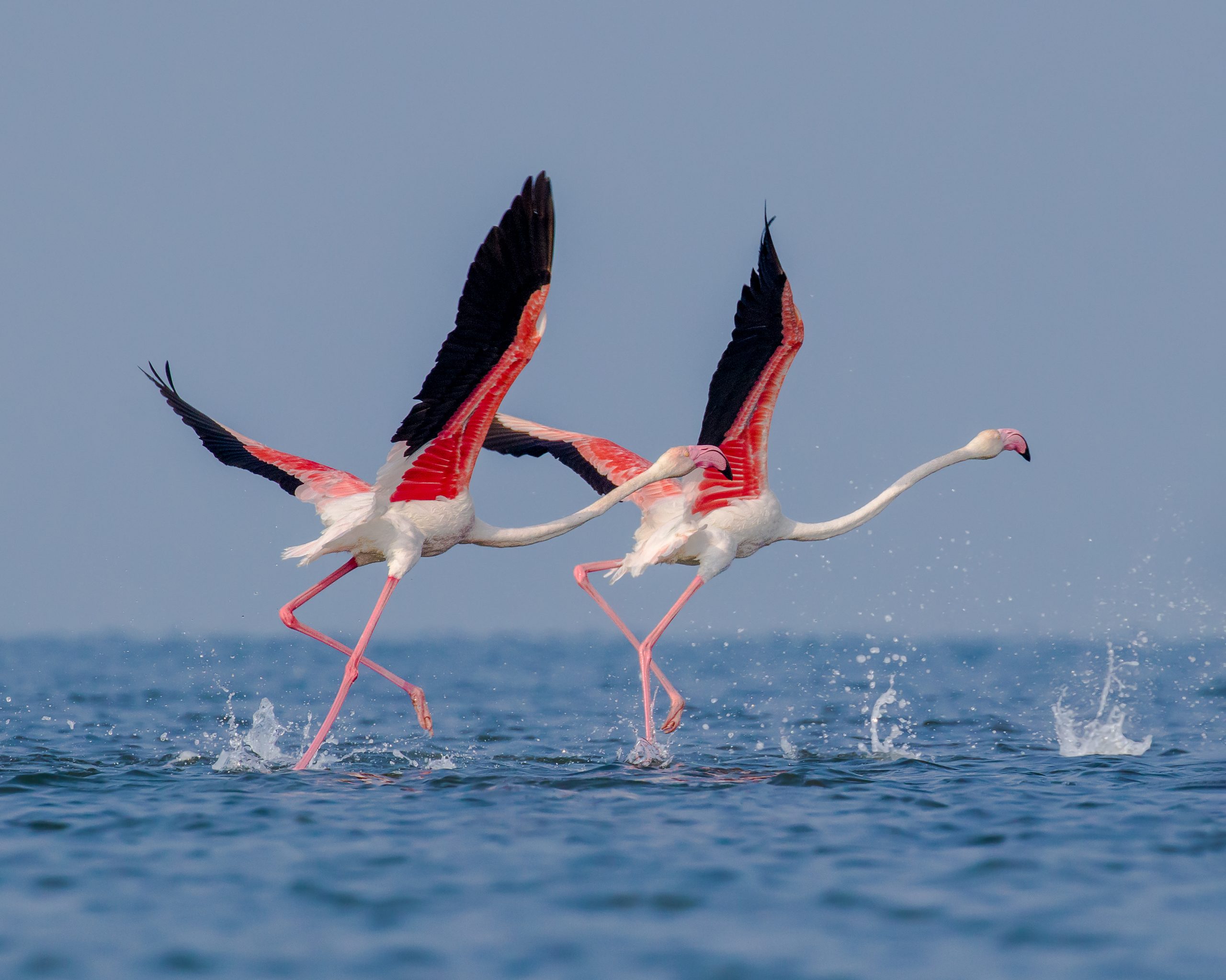 Greater Flamingo birds in Chilika Lake