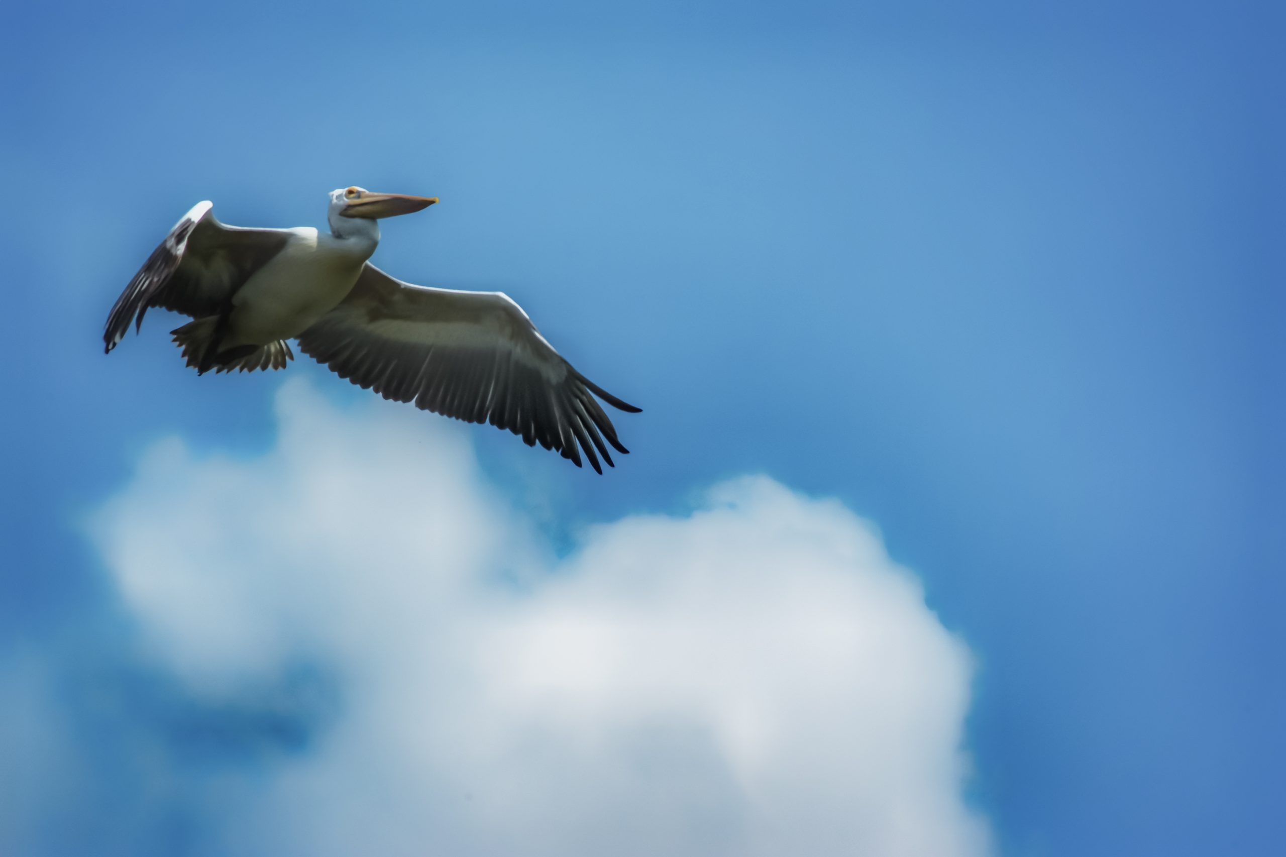 A great white pelican flying