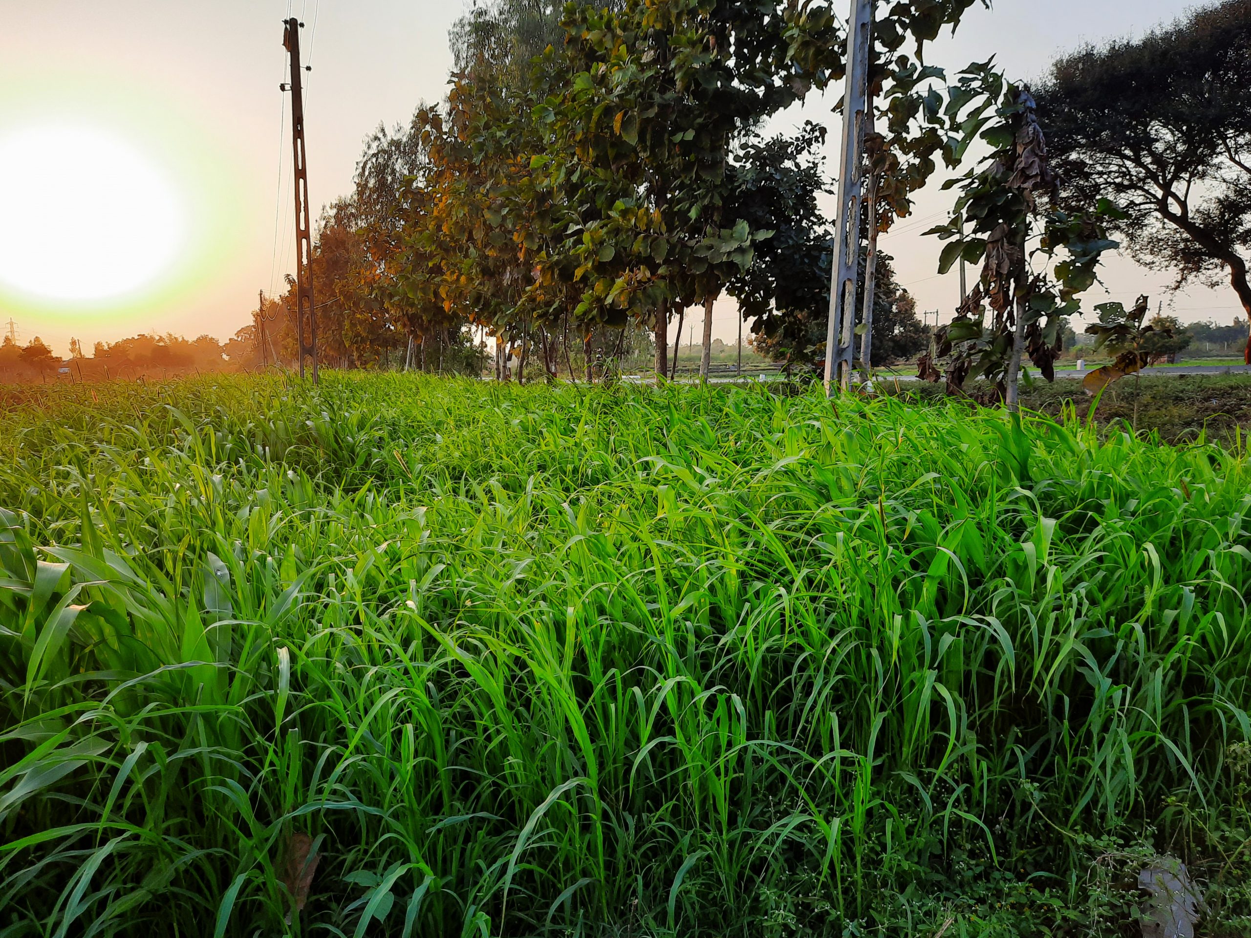 Green Field