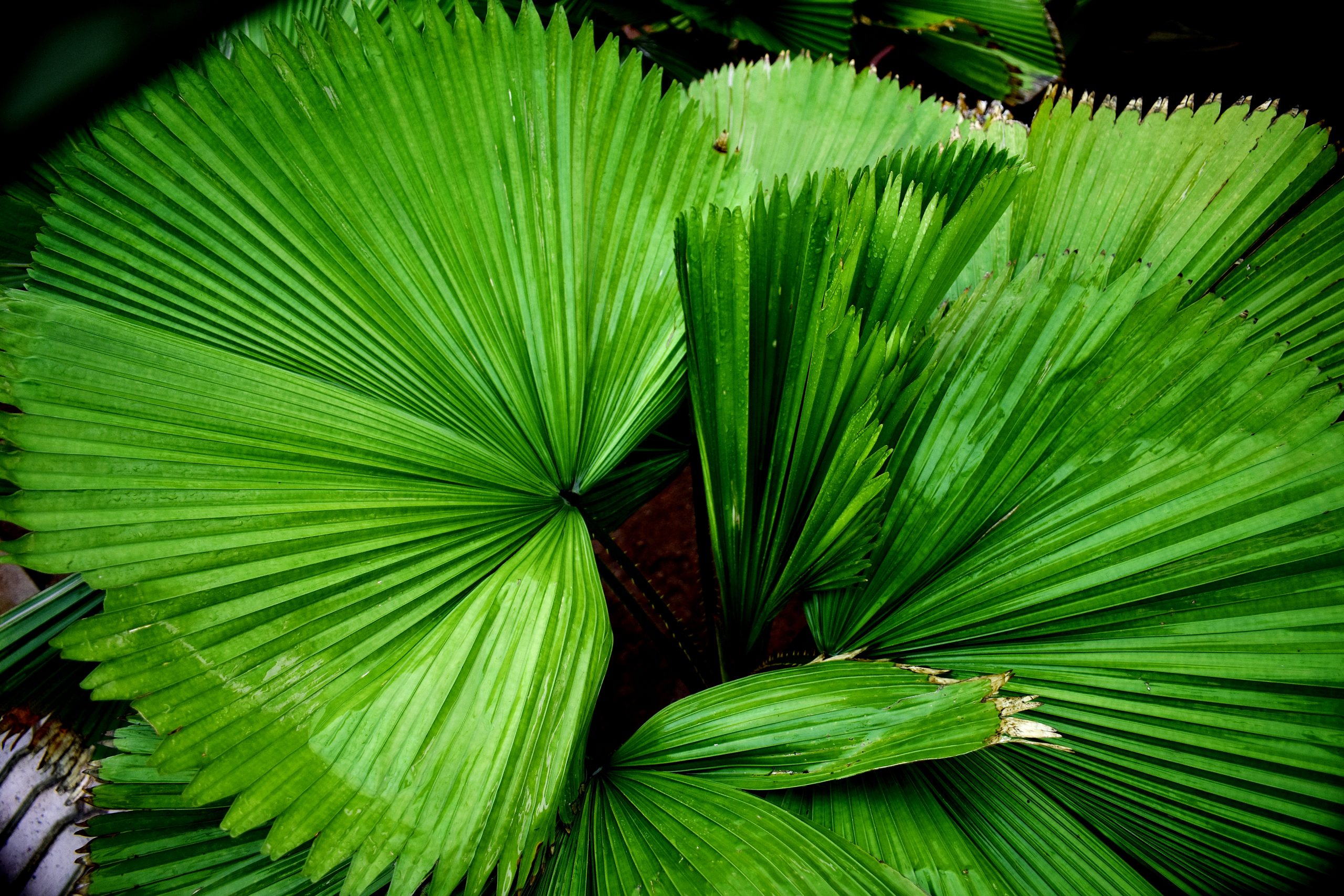 Patterned Green Leaves