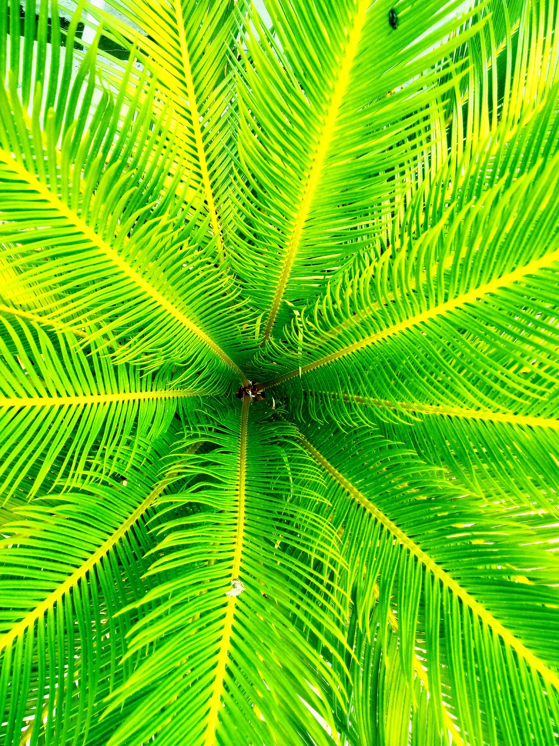 Green Palm Leaf