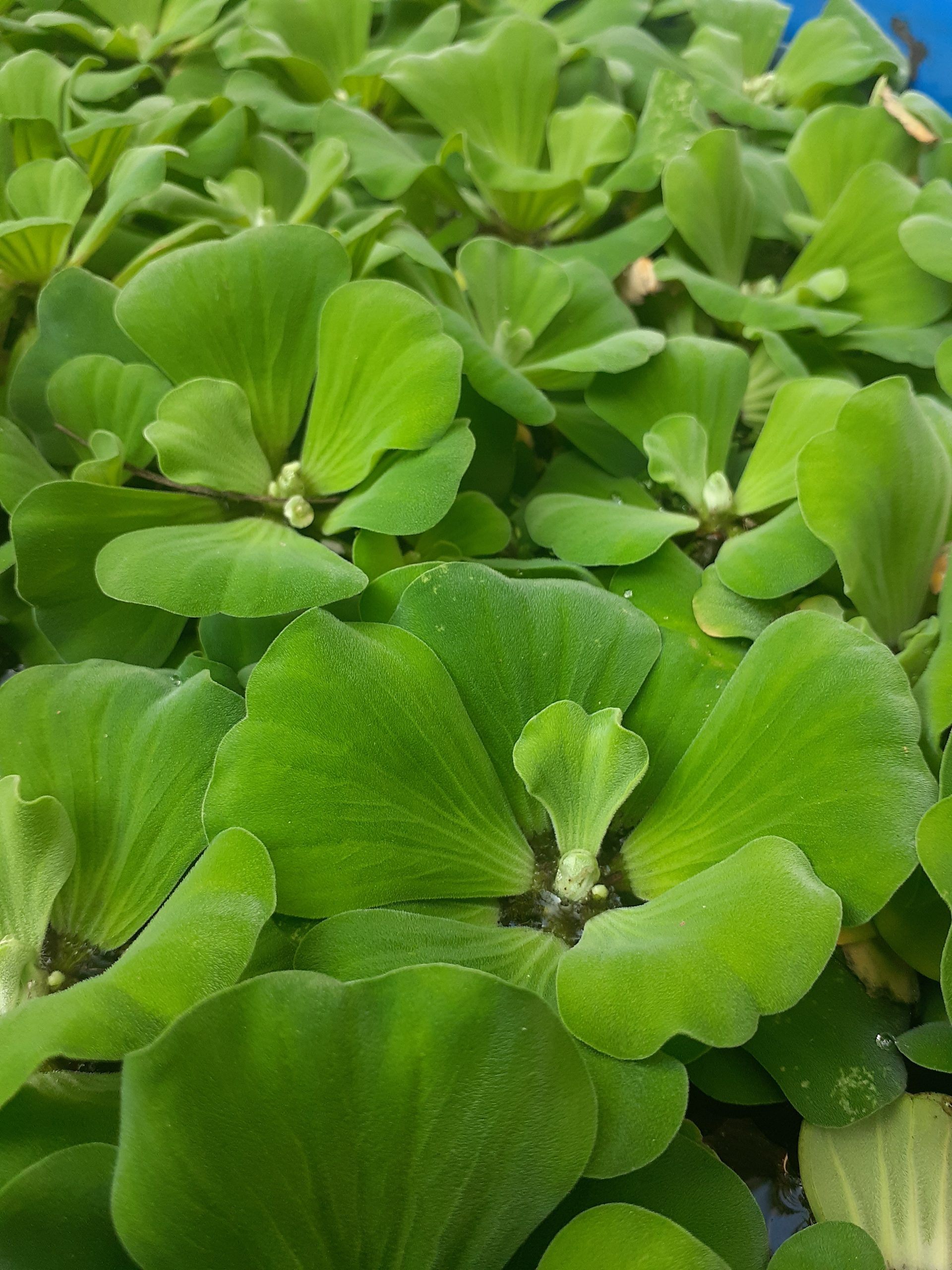 Green algae Eichornnia plants