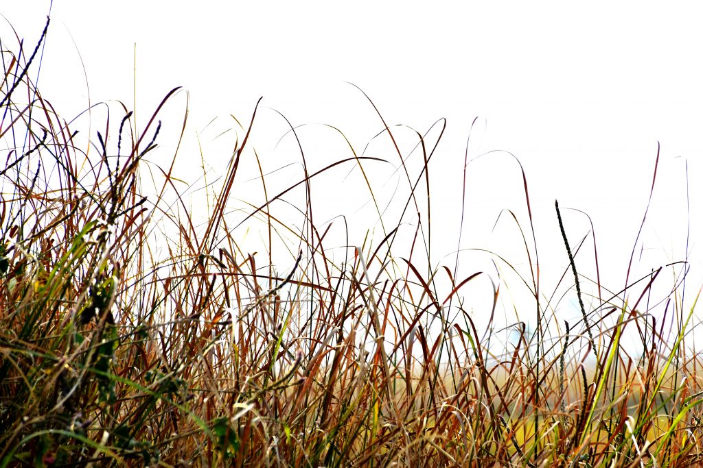 Green grass straws PixaHive