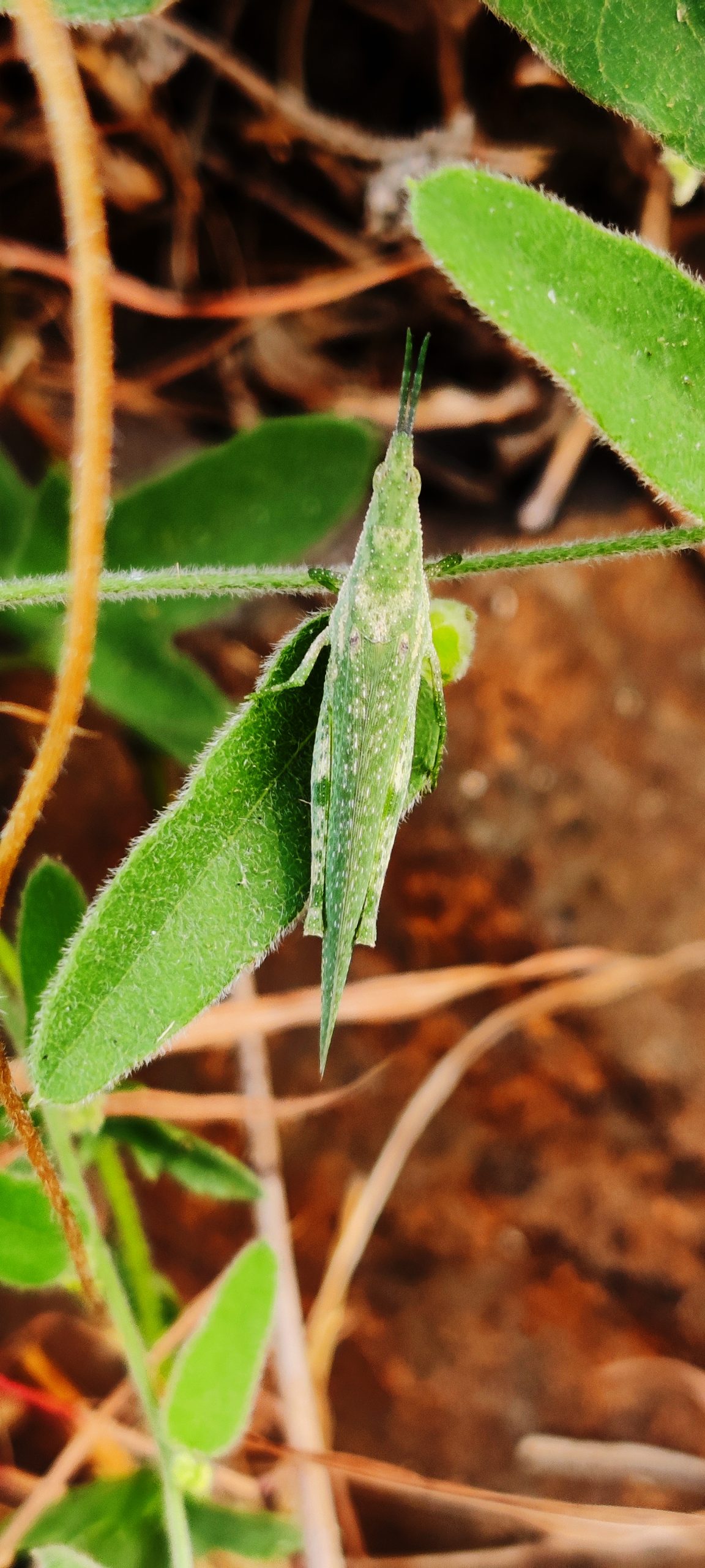 A green grasshopper