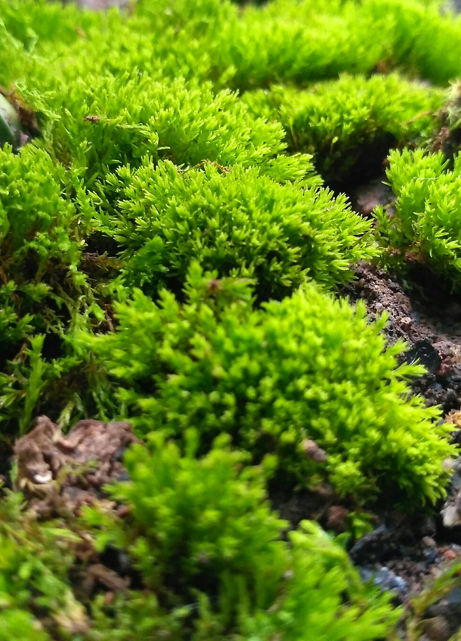 Green moss on a surface