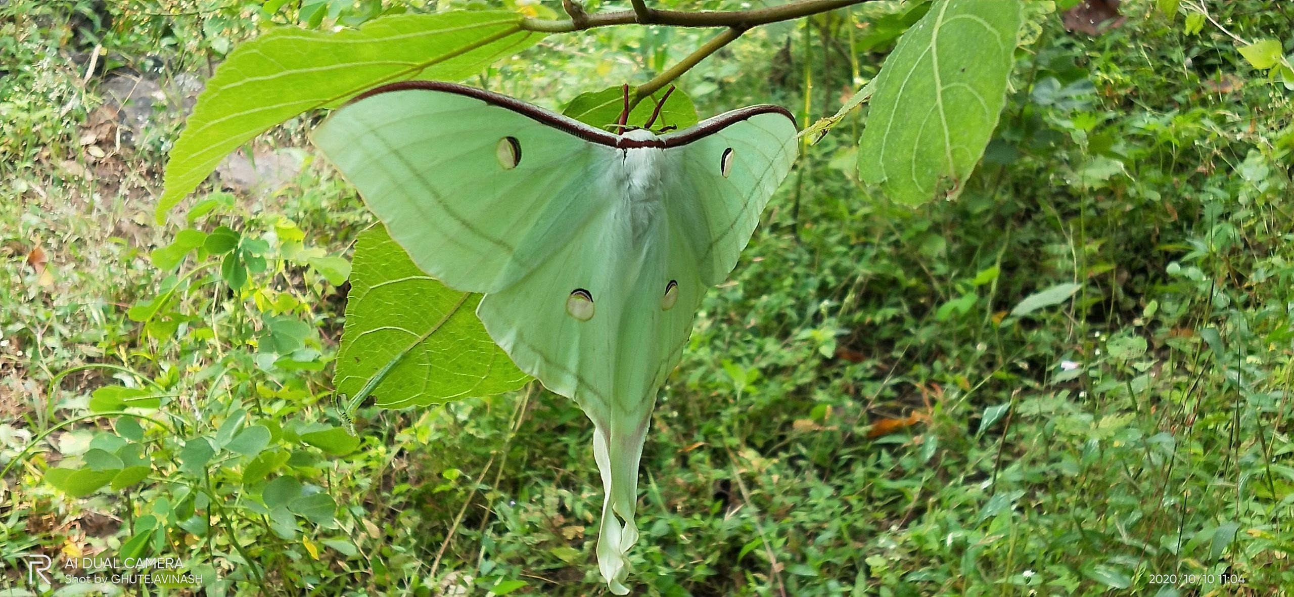 A green moth on a plant leaves