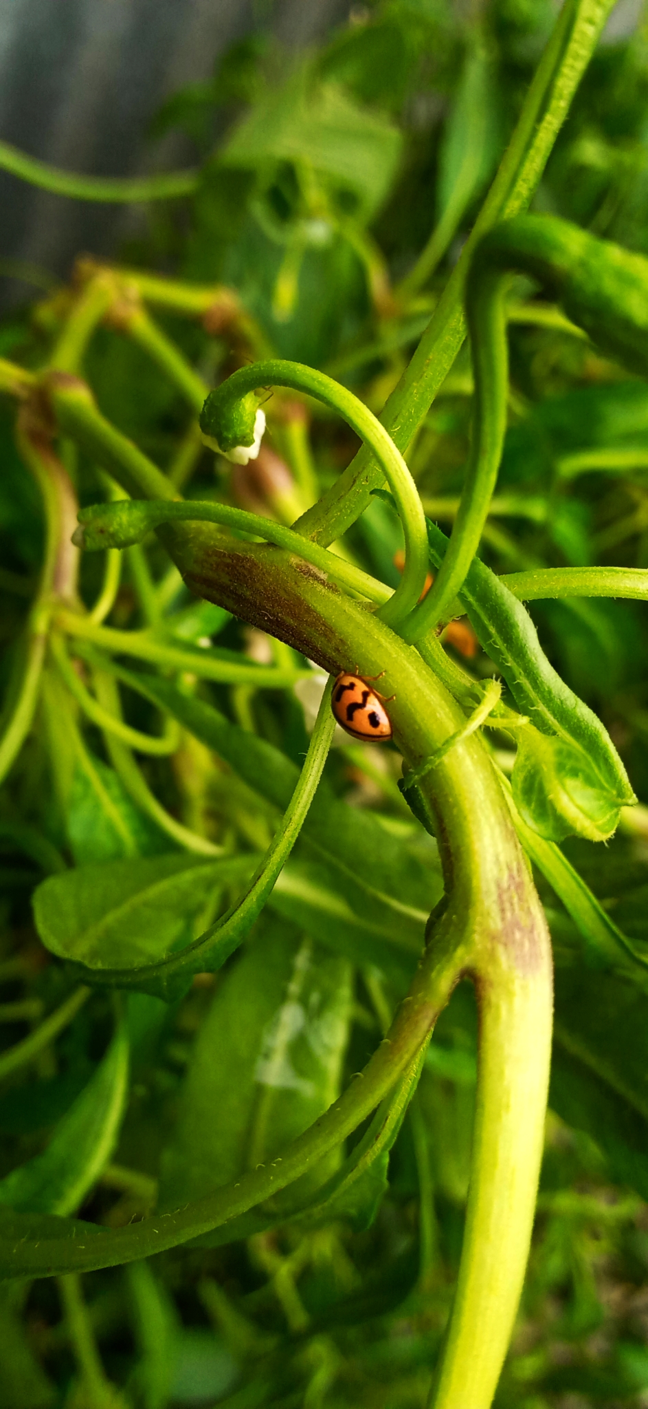 Green plants