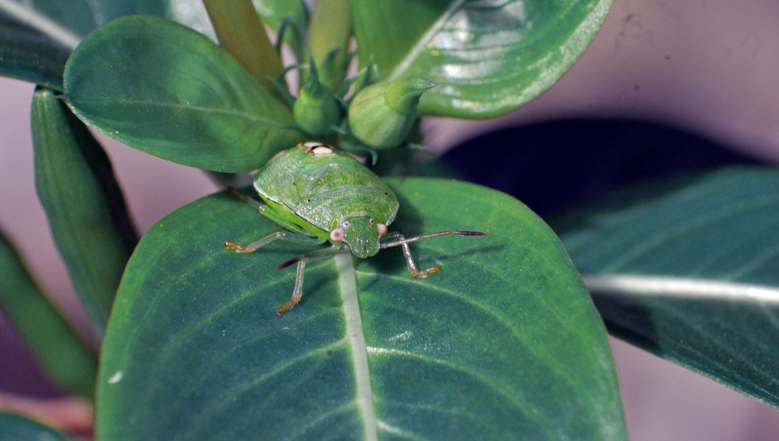 Green stink bug