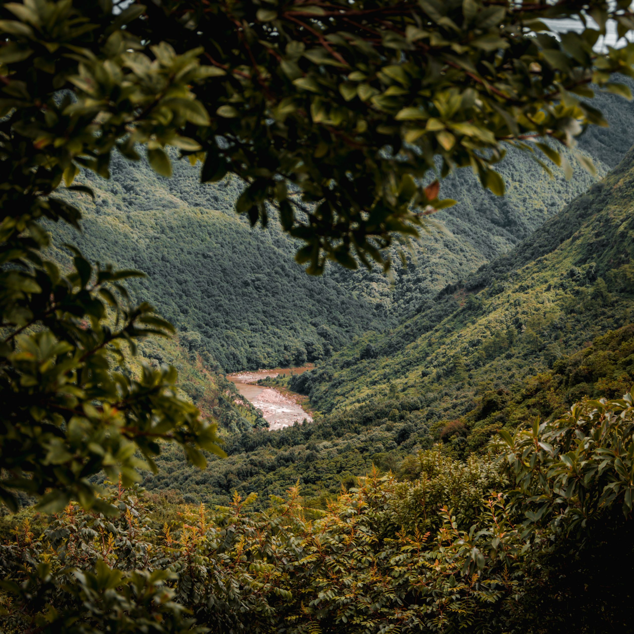 Greenery of mountains