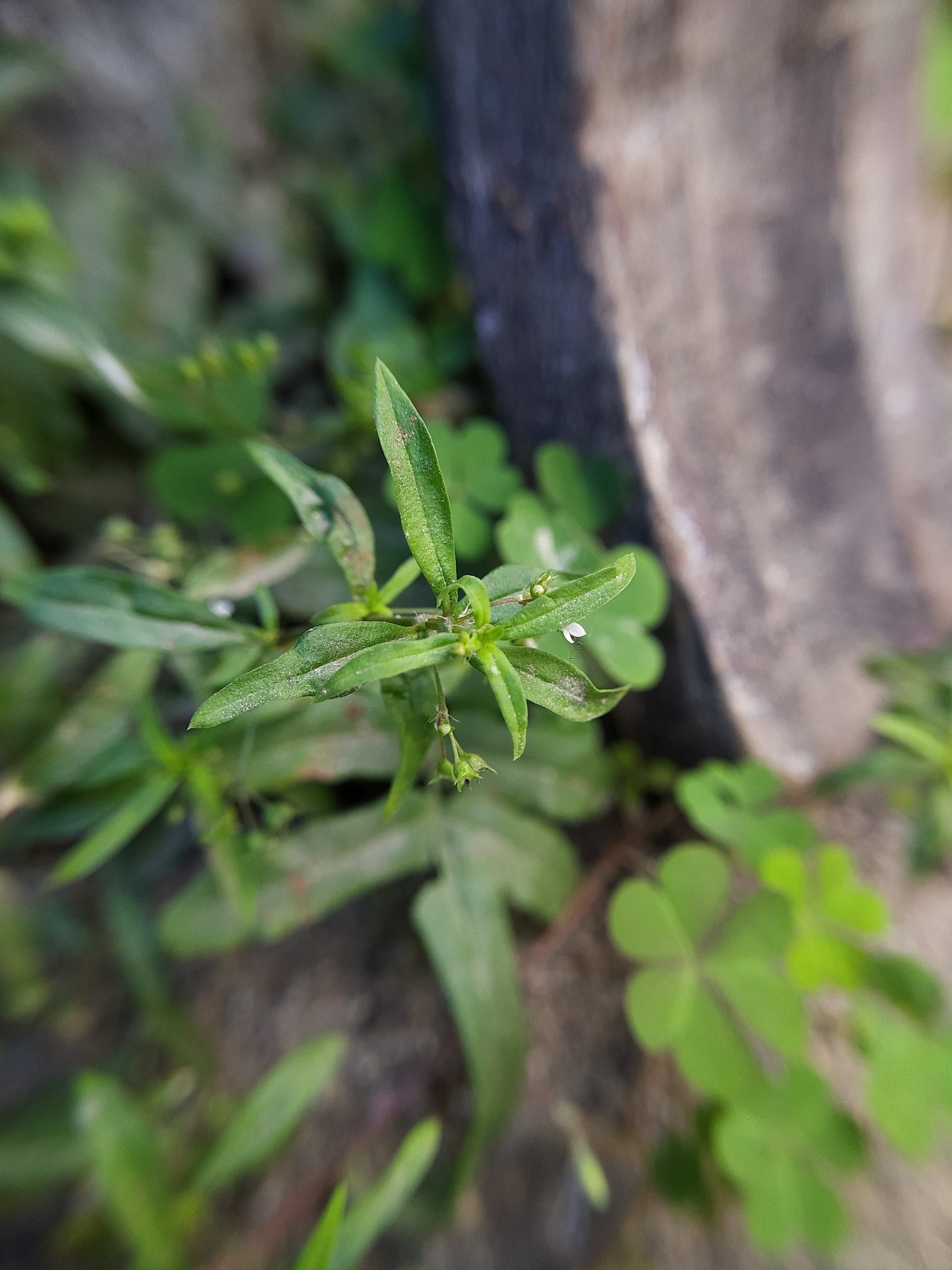 Green leaves of a plant