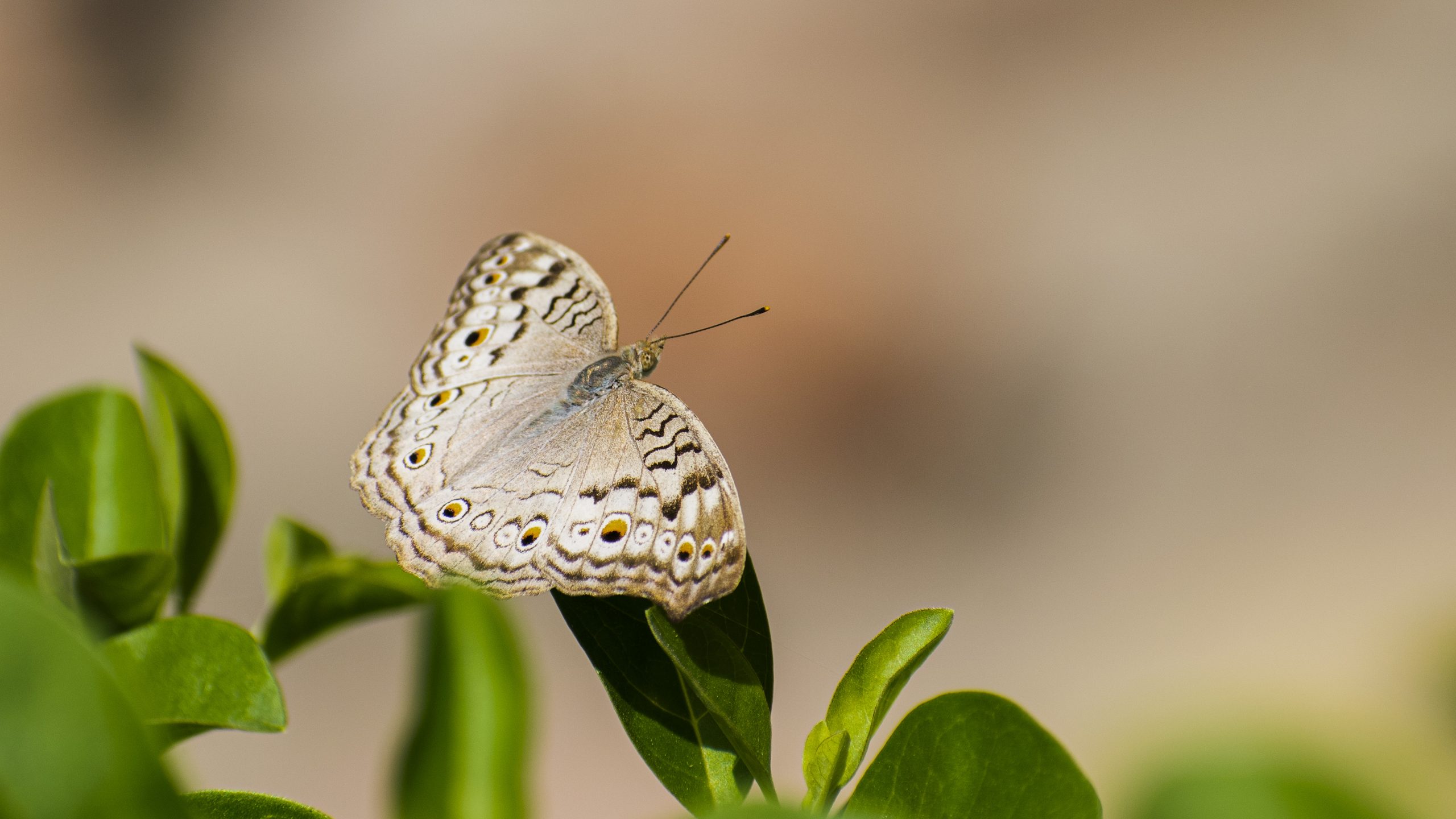 Butterfly on leaf