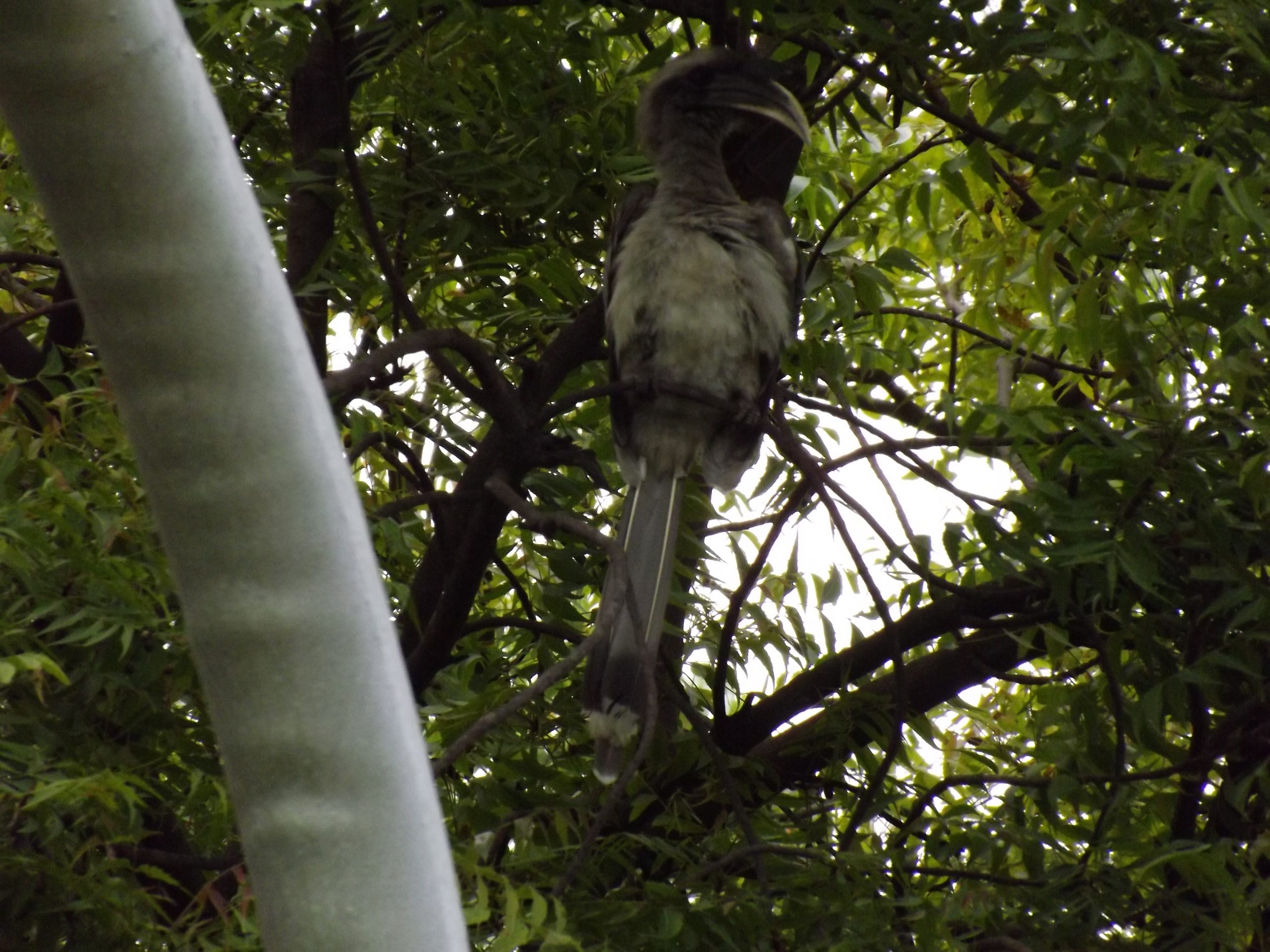 Grey Woodcutter on a tree