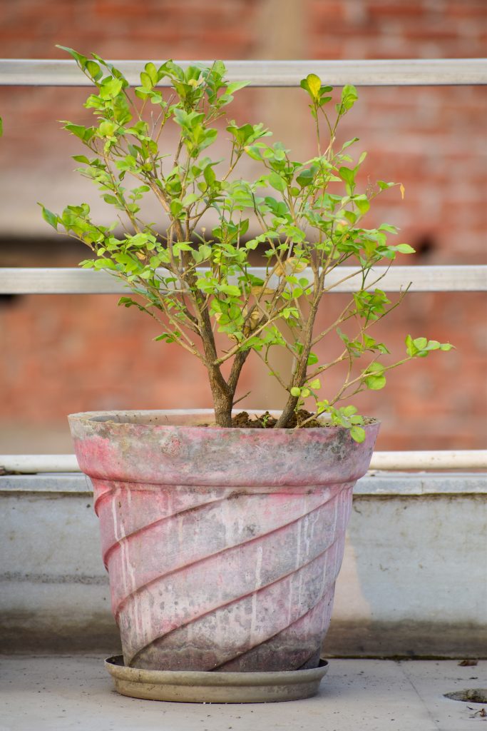 Growing plant in a pot - PixaHive