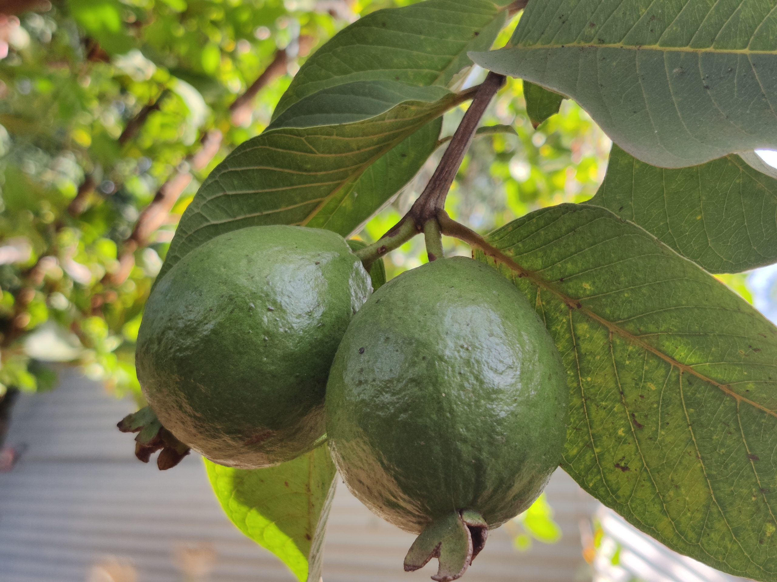 Guava fruit tree