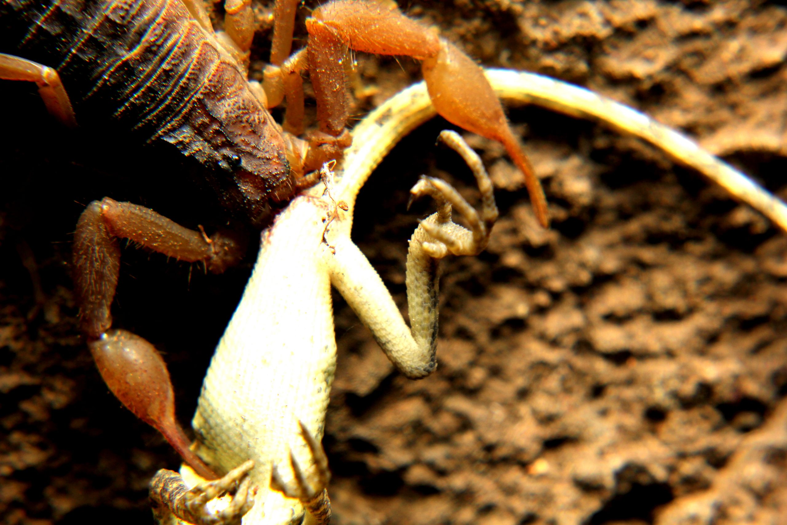 A scorpion killed a lizard