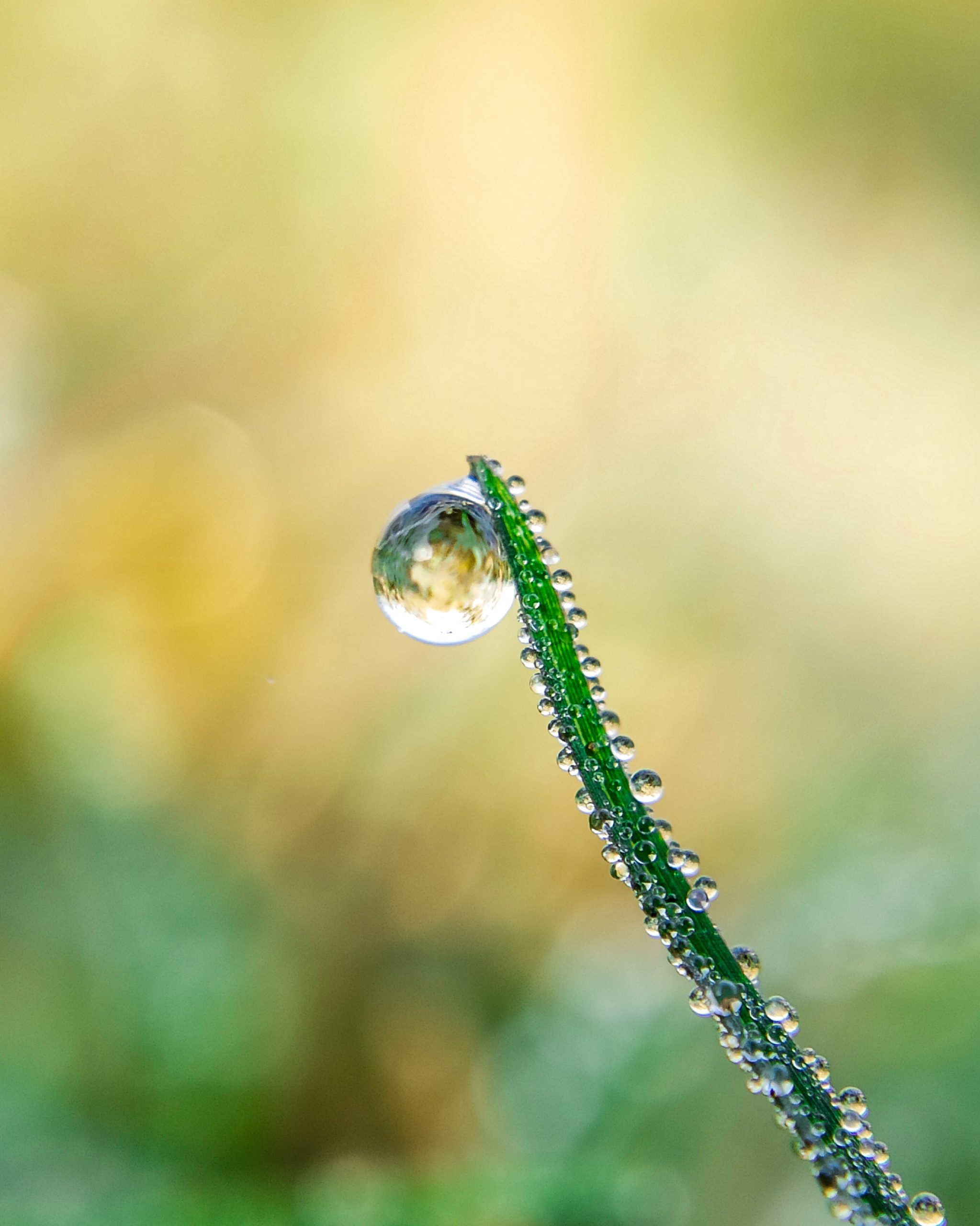 Hanging dew drop