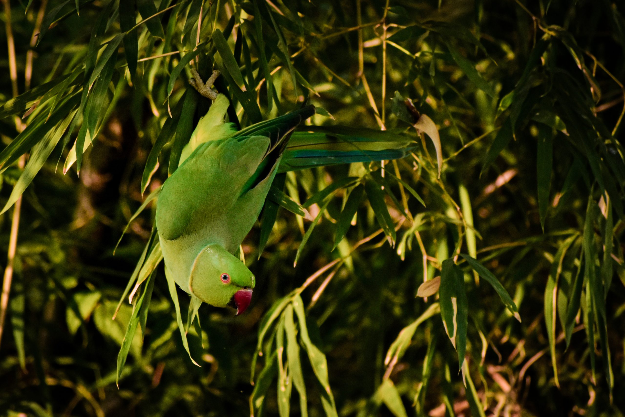 Parrot on tree