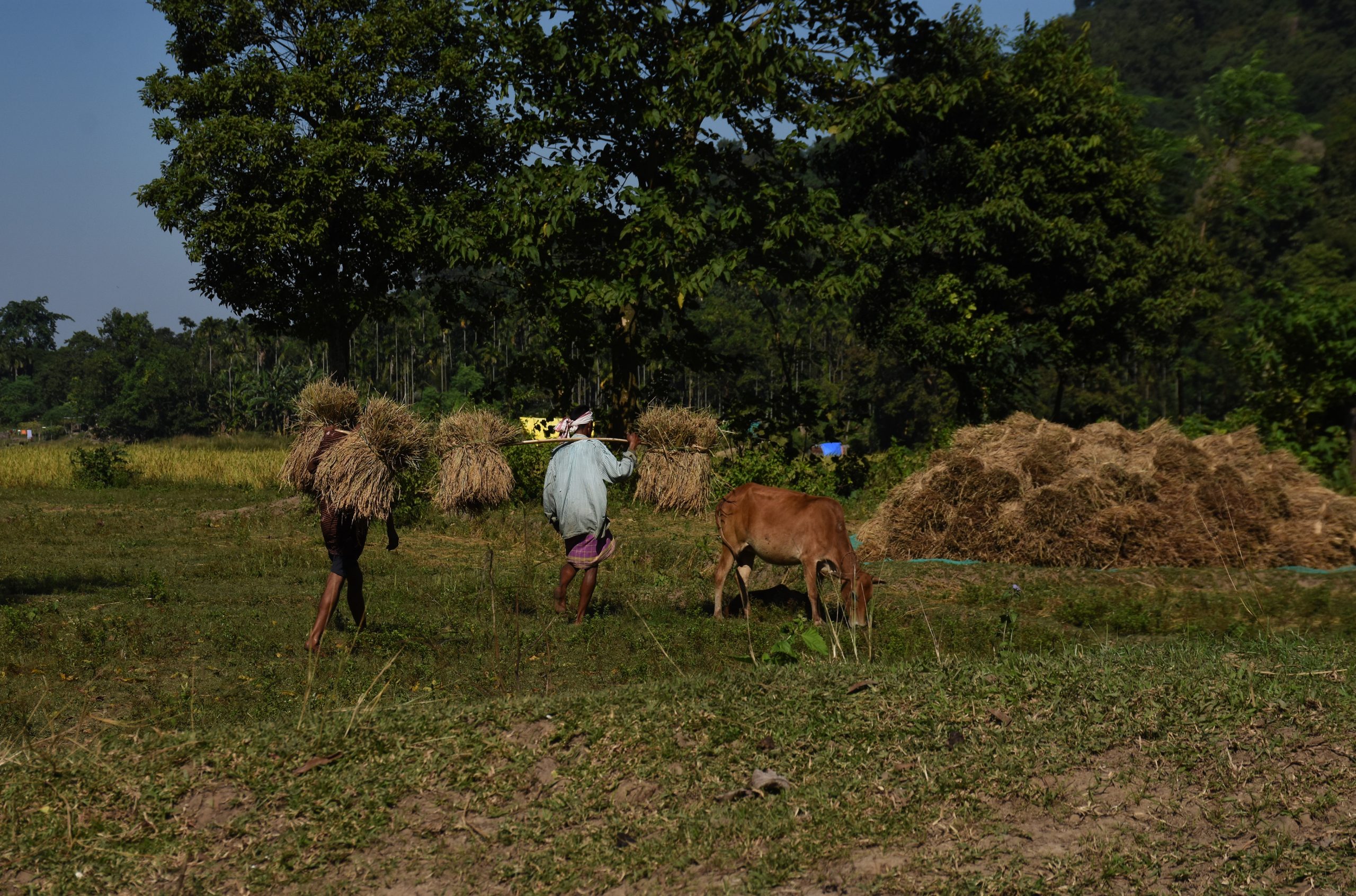 Farmer and their cattle in field