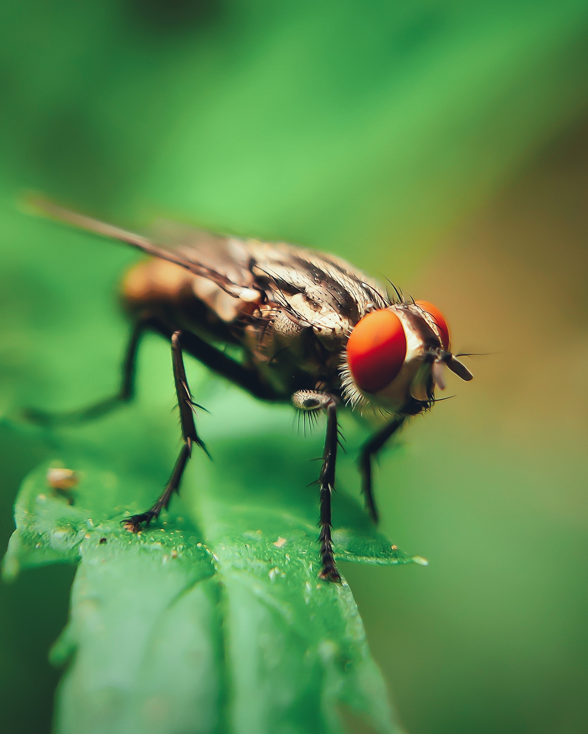 Housefly on leaf