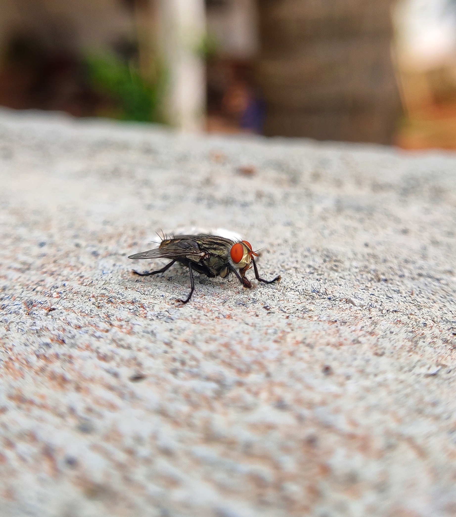 Housefly Close-up