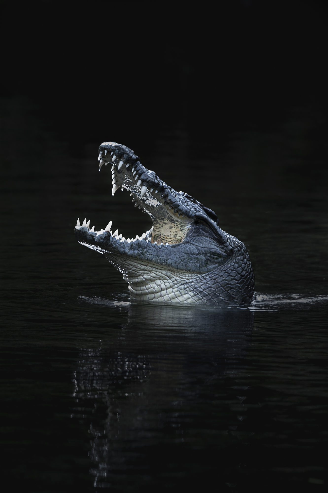 crocodile in a pond