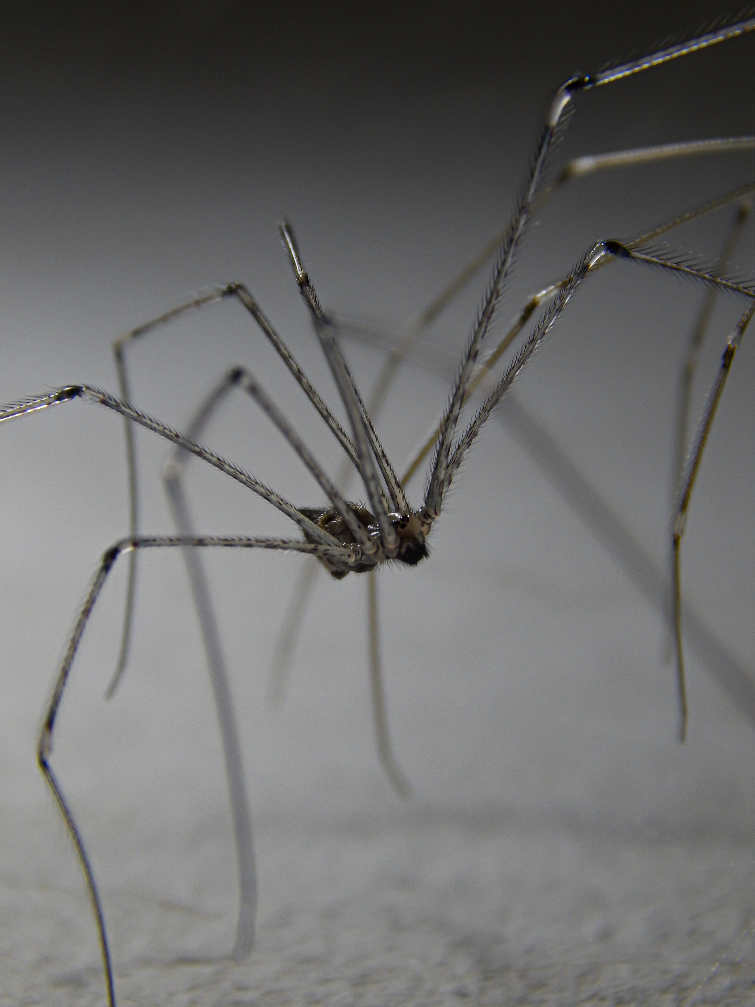 Brown recluse spider