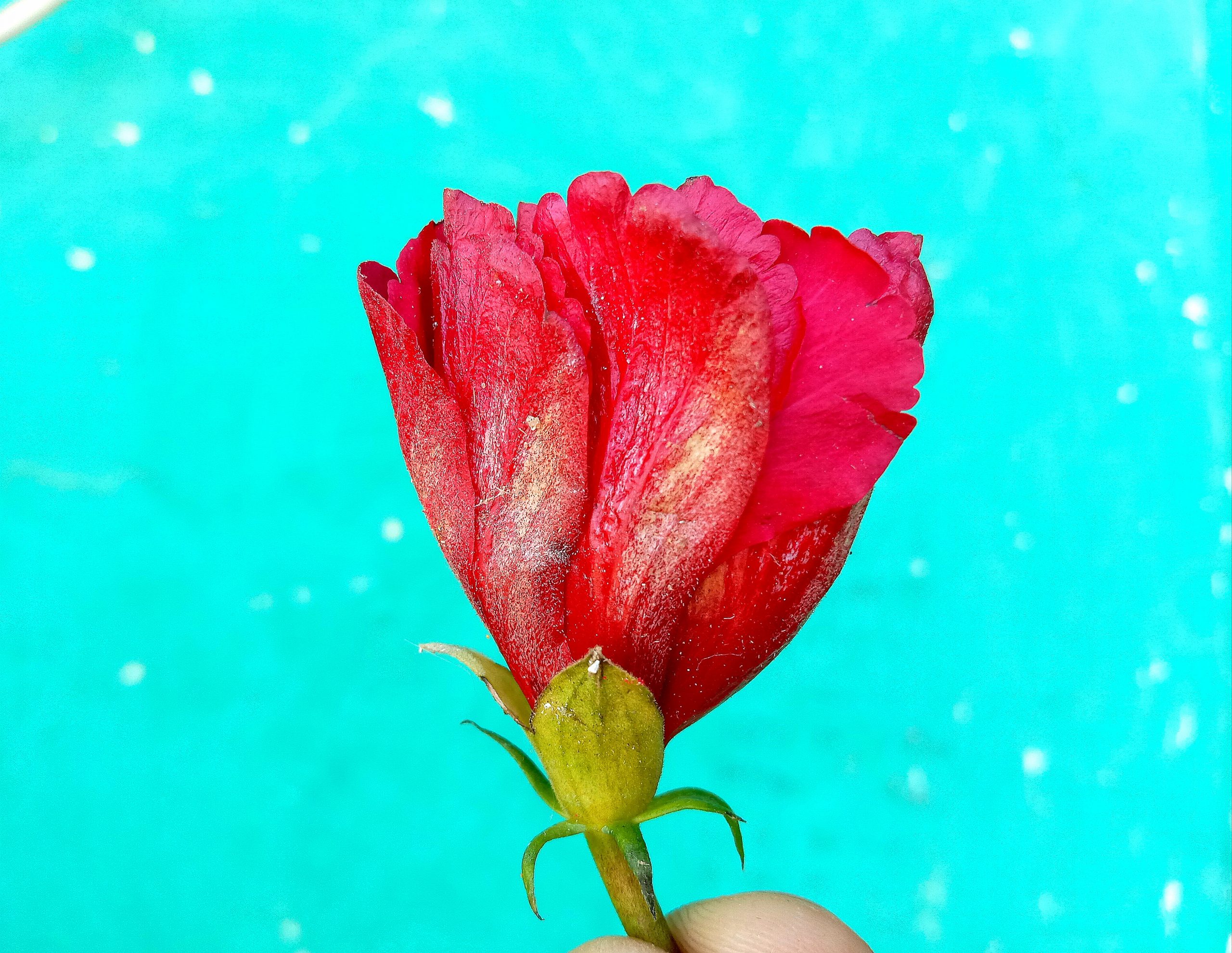 A red flower