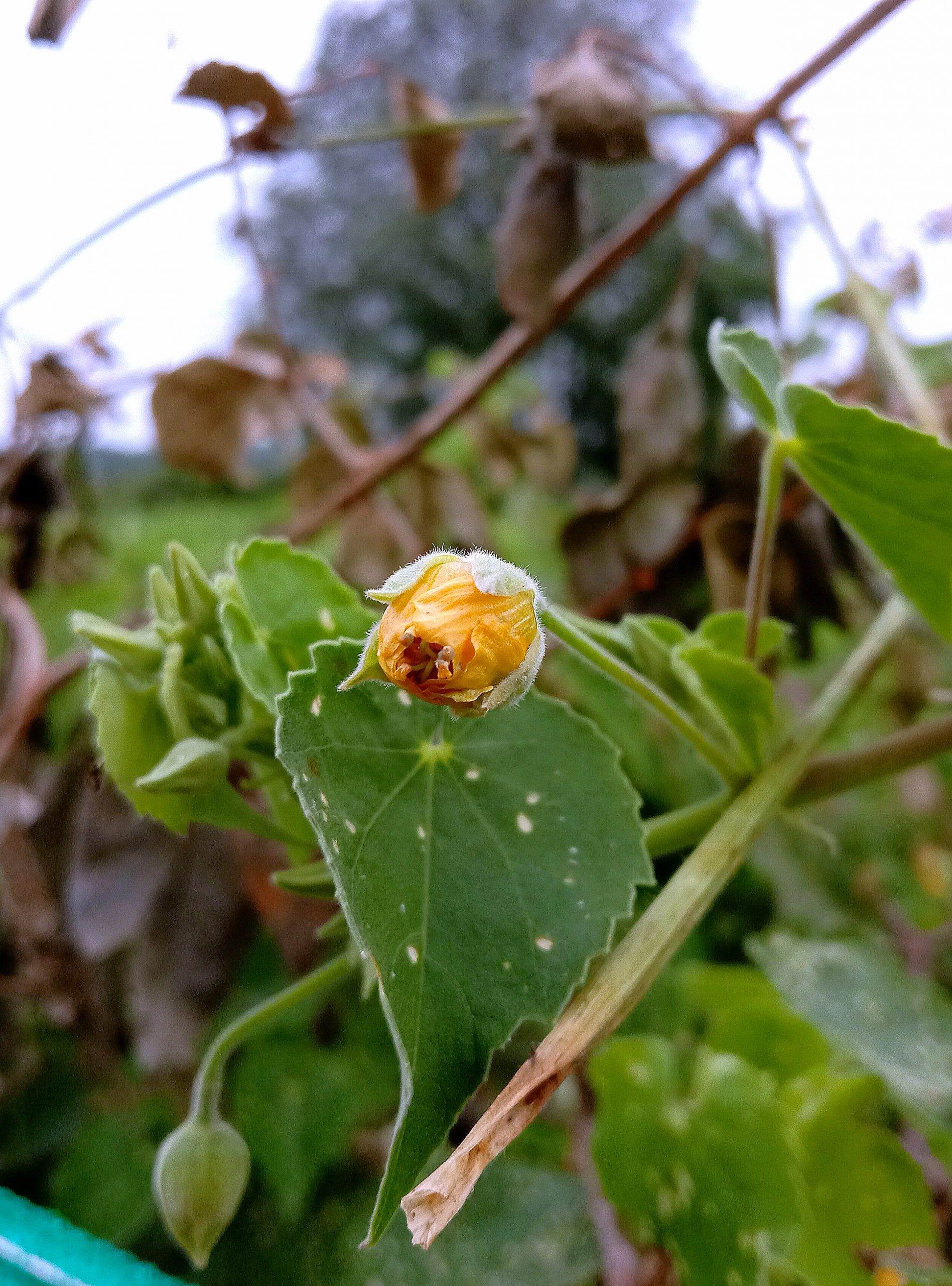 Flowering plant