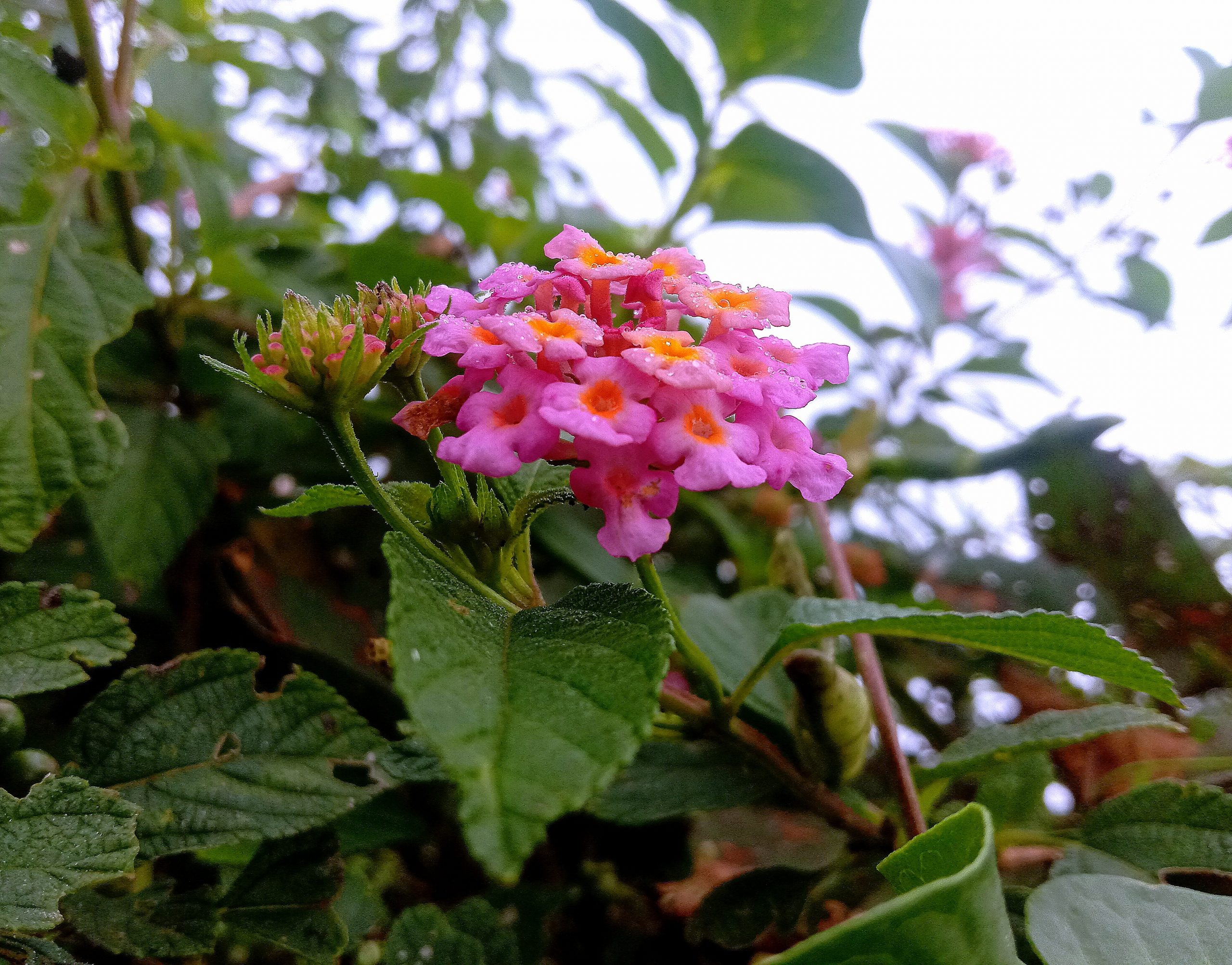 Fruits of a vine plant