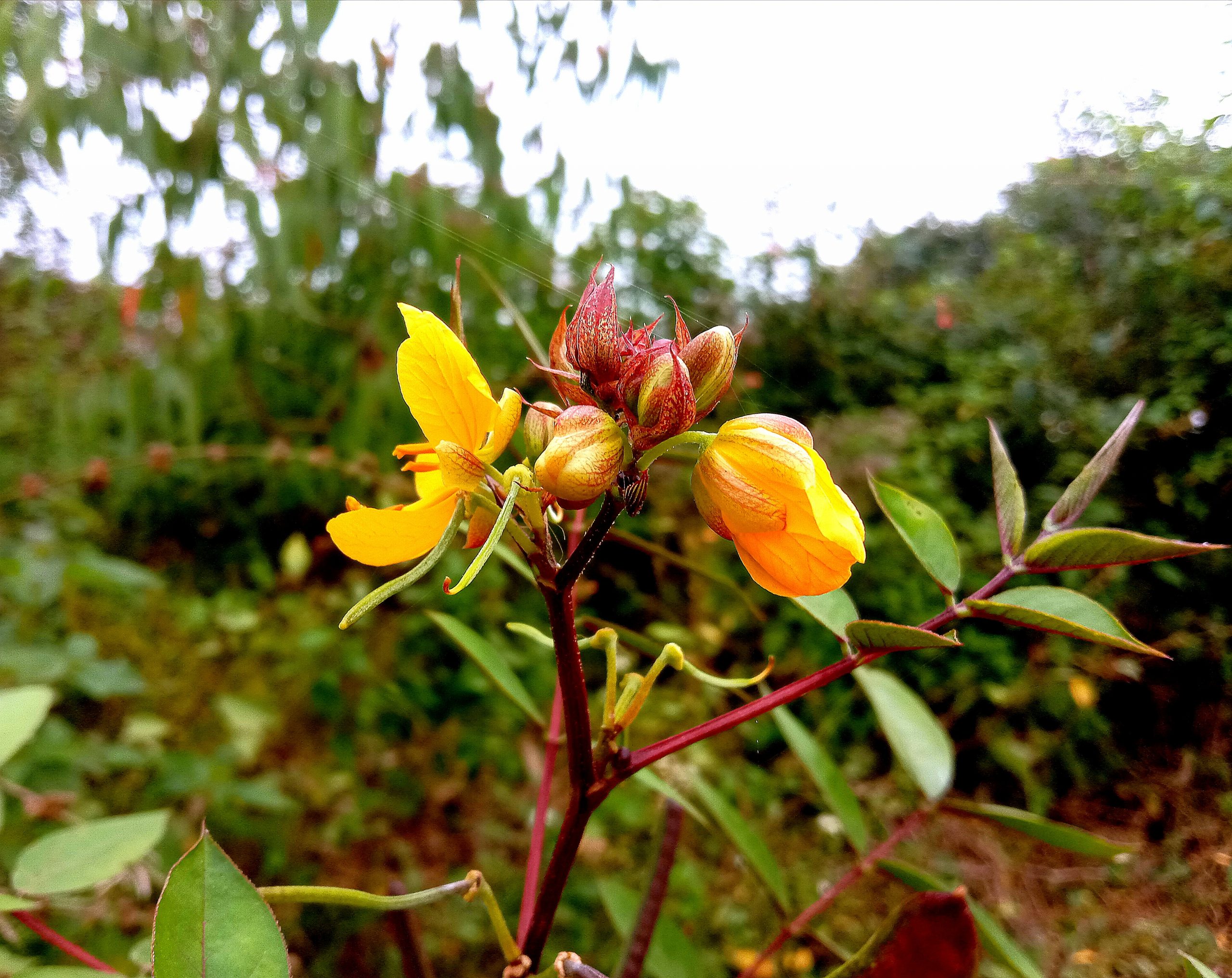 Flowering plant