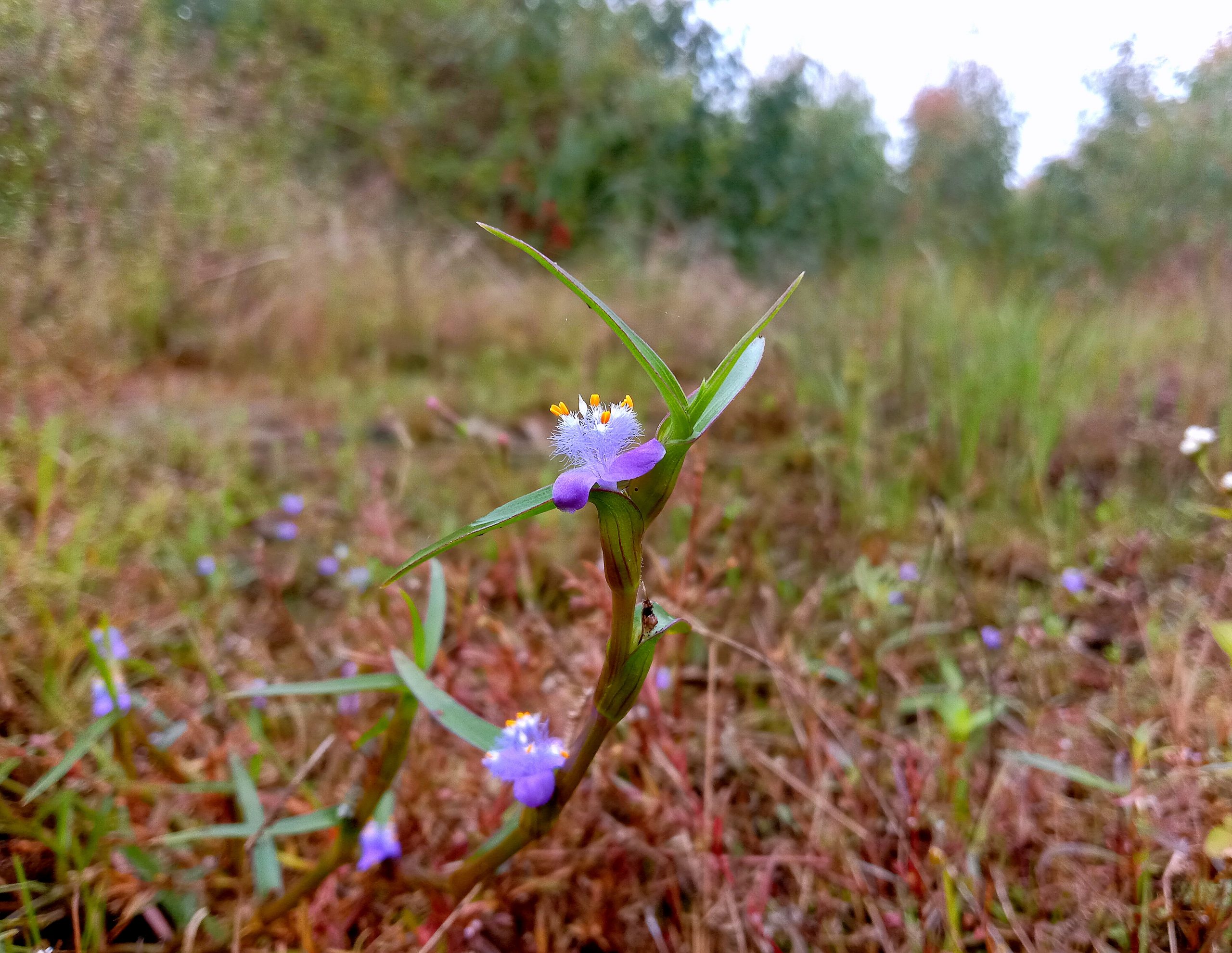 A flowering plant